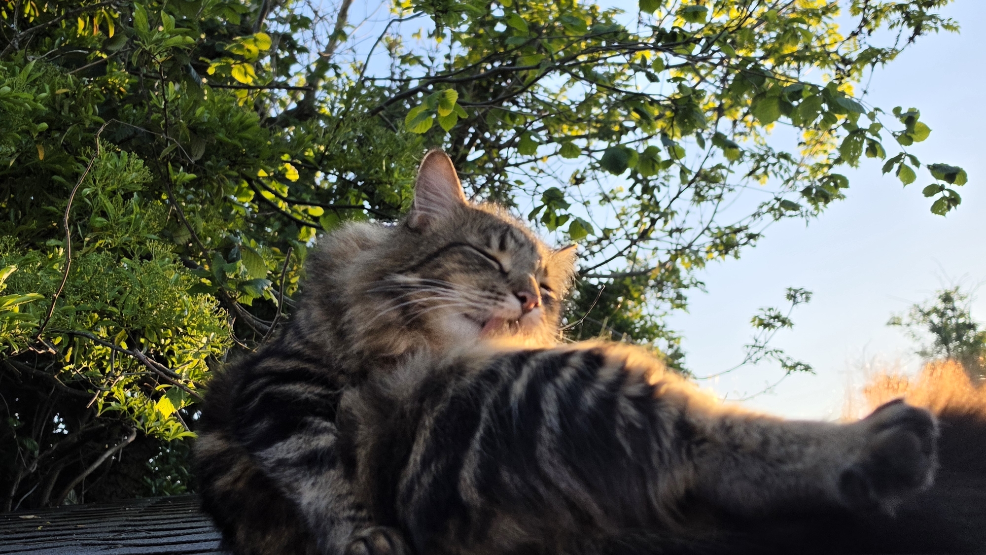 A long-haired tabby cat with its eyes closed and tongue extended is positioned centrally in the frame. The cat lies on a gray, ridged surface, likely a rooftop, with trees and foliage filling the background. Sunlight filters through the leaves, casting shadows and highlights on the cat's fur. The sky is visible between the branches, indicating an outdoor setting. The general location is consistent with a residential area in London, United Kingdom, though precise identification is impossible without further visual information.