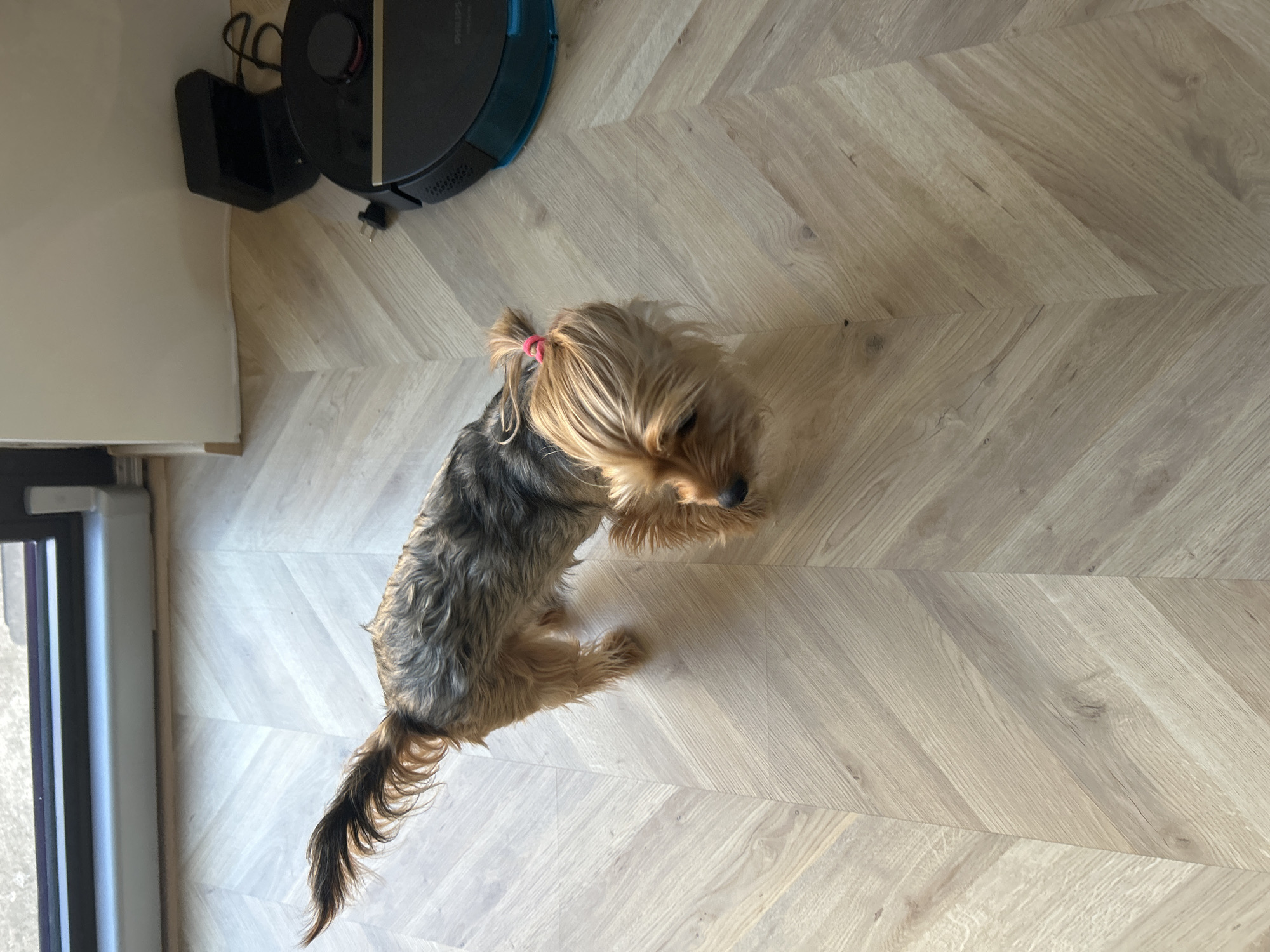 A Yorkshire Terrier dog with a pink hair tie sits on a light wooden herringbone-patterned floor. To the top-left of the dog, a black and blue robotic vacuum cleaner stands near its charging base, which is positioned against a white wall. To the left of the dog, a door frame with a glass pane is visible. The location is assumed to be indoors but the exact location in Sofia, Bulgaria is unknown.