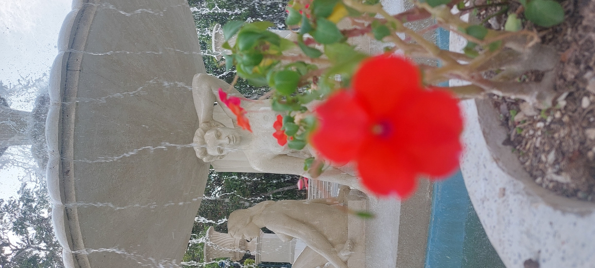 The image shows a tiered fountain with sculptures in Caracas, Venezuela. The fountain features multiple layers and sculpted figures supporting the upper tiers. Water flows over the fountain's edges. In the foreground, there's a flower pot with a vibrant red flower. The image has been rotated to the left.
