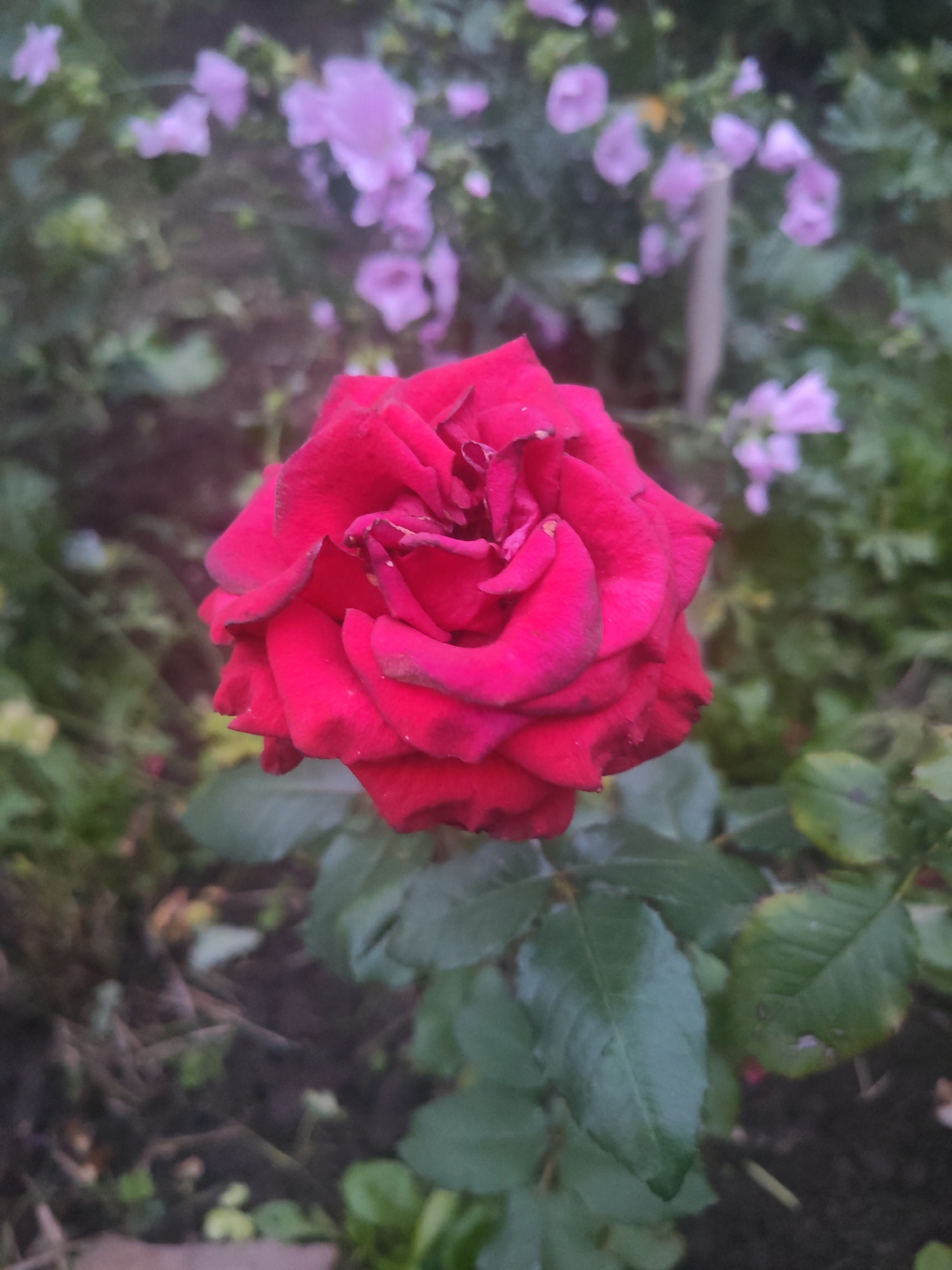 The image is a close-up, vertical shot of a deep red rose in a garden setting. The rose is in full bloom and is the central focus of the image, occupying the majority of the frame. Its petals are densely layered and have a velvety texture, with slight darkening at the edges. The rose is positioned slightly to the left of center.
The background is blurred, suggesting a shallow depth of field. It contains a mix of greenery from other plants and a cluster of small, pale purple flowers, possibly hydrangeas or a similar flowering shrub. The ground beneath the plants appears to be dark soil with some scattered leaves or debris.
There are no people, animals, or specific landmarks visible in the image. The overall impression is one of natural beauty within a garden environment. The lighting suggests it may be a slightly overcast day, as there are no harsh shadows.
The specific location of Смалявічы, Belarus, cannot be determined from the visual information provided in this image.