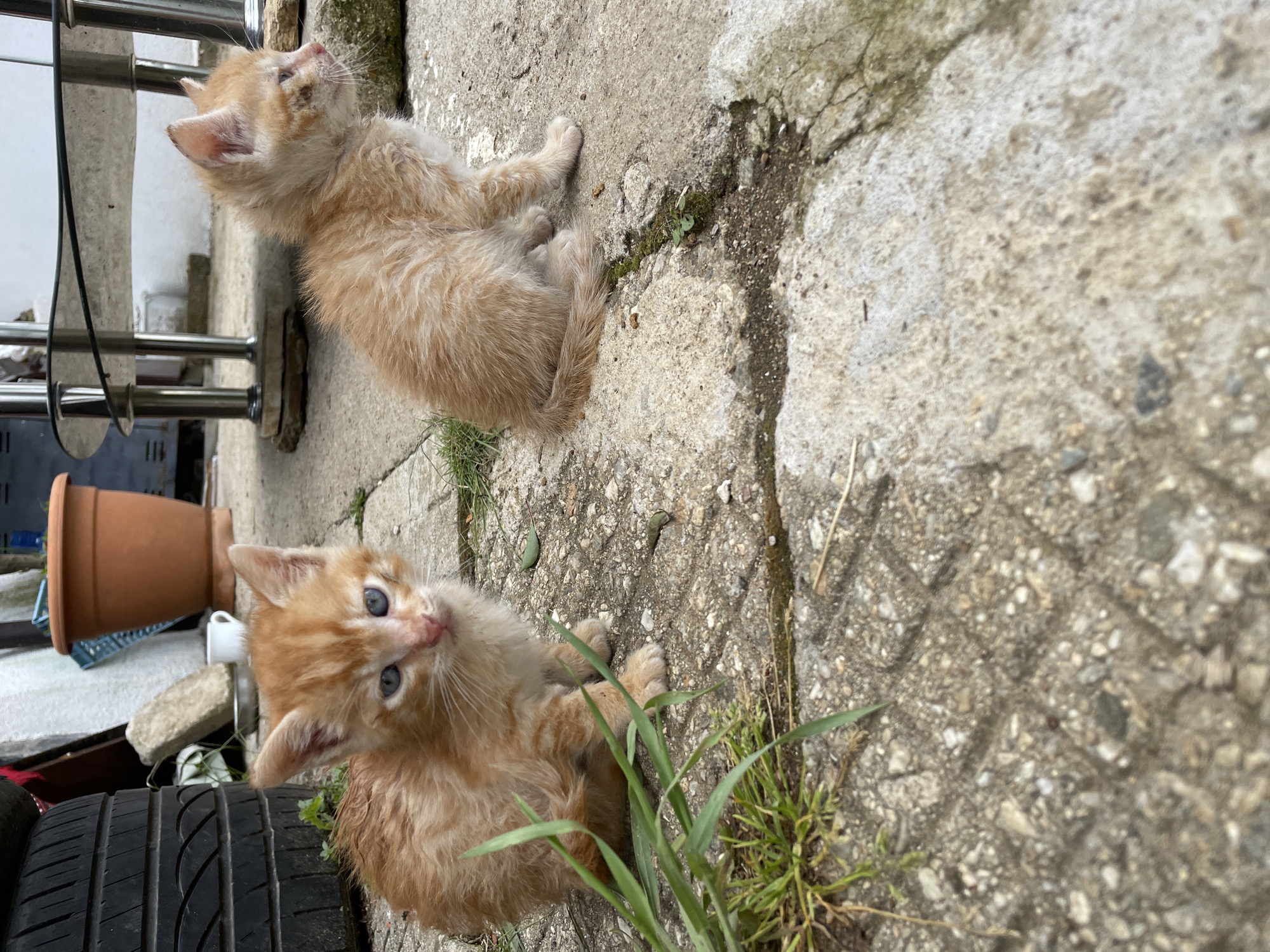 The image shows two ginger kittens sitting on a concrete surface outdoors. The kitten in the foreground is looking directly at the camera, while the other kitten is looking upwards. A black tire and a terracotta flowerpot are partially visible in the lower-left corner. A metal railing is in the upper-left corner. The concrete surface has patches of moss and grass growing on it. The location is presumed to be in an outdoor, possibly urban, area of Zlatograd, Bulgaria, based on the prompt.