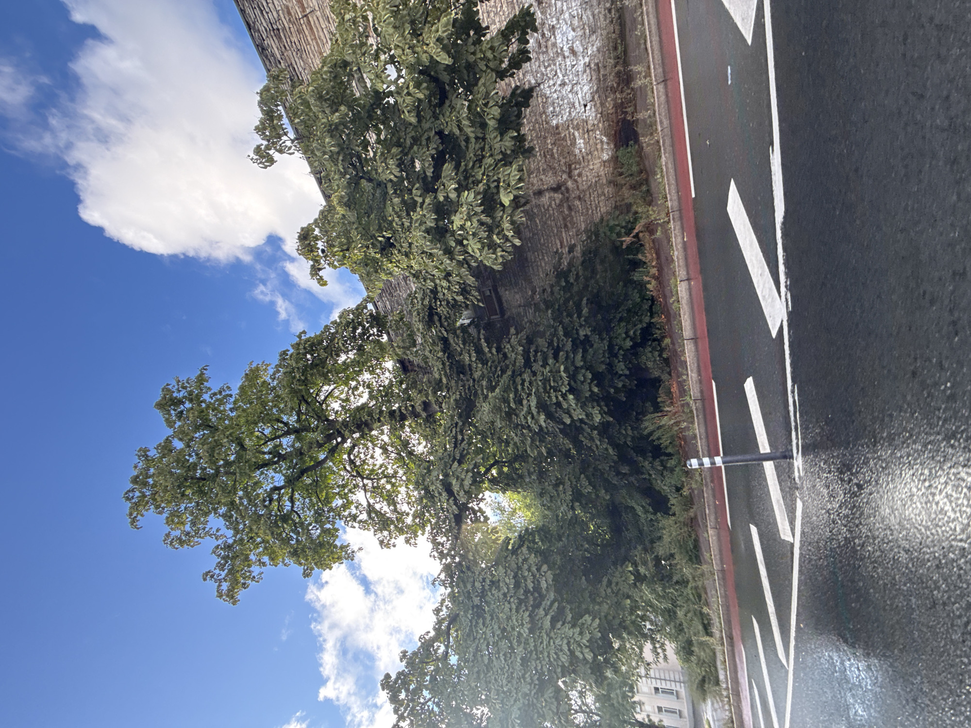 The image shows a street scene in Tallinn, Estonia, under a bright, partly cloudy sky, suggesting it is daytime with pleasant weather. The perspective is from a low angle, looking upwards towards trees and a textured wall, with a portion of an asphalt road in the foreground.
The primary subjects are lush green trees with dense foliage, casting shadows and creating a canopy effect. One prominent tree has a thick trunk and branches that extend upwards. Adjacent to the trees is a weathered, brick-like wall, possibly part of a building or structure, with some white markings on its surface. A section of a dark asphalt road occupies the right side of the frame, marked with white directional arrows and a red and white striped curb. A short black and white striped bollard is visible on the roadside. In the background, a faint glimpse of buildings can be seen, consistent with an urban setting. The sky is a vibrant blue, interspersed with fluffy white clouds, and sunlight filters through the leaves of the trees, creating a dappled effect. No people are visible in the image.
The scene appears to be a quiet moment, capturing the natural elements of trees and sky alongside urban infrastructure. The overall mood is serene and showcases a blend of nature and city life. There is no visible text in the image.