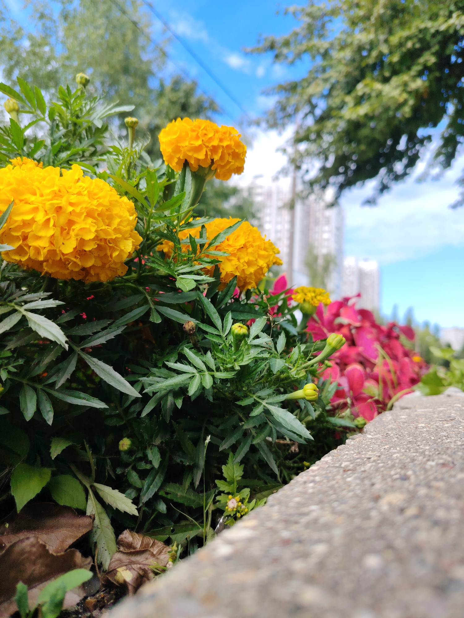 The image captures a close-up, low-angle view of a flowerbed in Zelenograd, Russia, bordering a concrete curb. Bright yellow marigolds are prominently featured, with lush green foliage surrounding them. Behind the flowers, a bed of vibrant red-leafed plants and smaller yellow flowers adds depth and color. In the blurred background, tall buildings and trees under a blue sky with scattered clouds suggest an urban park or residential area setting. There are no people or animals visible in the frame. The scene appears to be a well-maintained public space.
