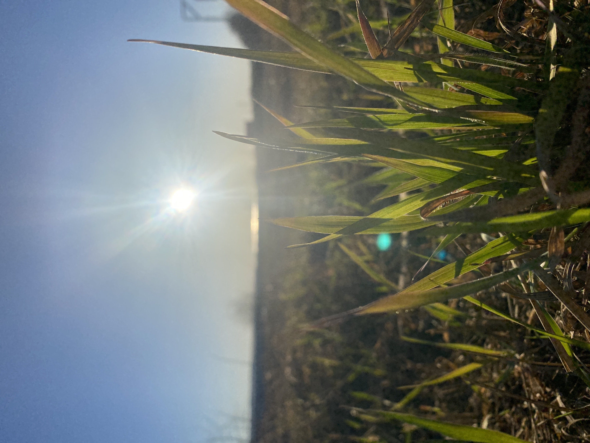 The image shows a close-up view of grass illuminated by a bright sun. The sky is clear blue. The location is specified as Ольховка, Russia, but there is no visual confirmation within the frame to verify this. There are no people visible in the image. The subject is predominantly blades of grass, with some appearing green and others brown. Dew or moisture droplets can be seen on some of the grass blades. The sun is a bright source of light that is placed in the distance behind the grass, causing lens flare. The background shows a blurry expanse of vegetation.