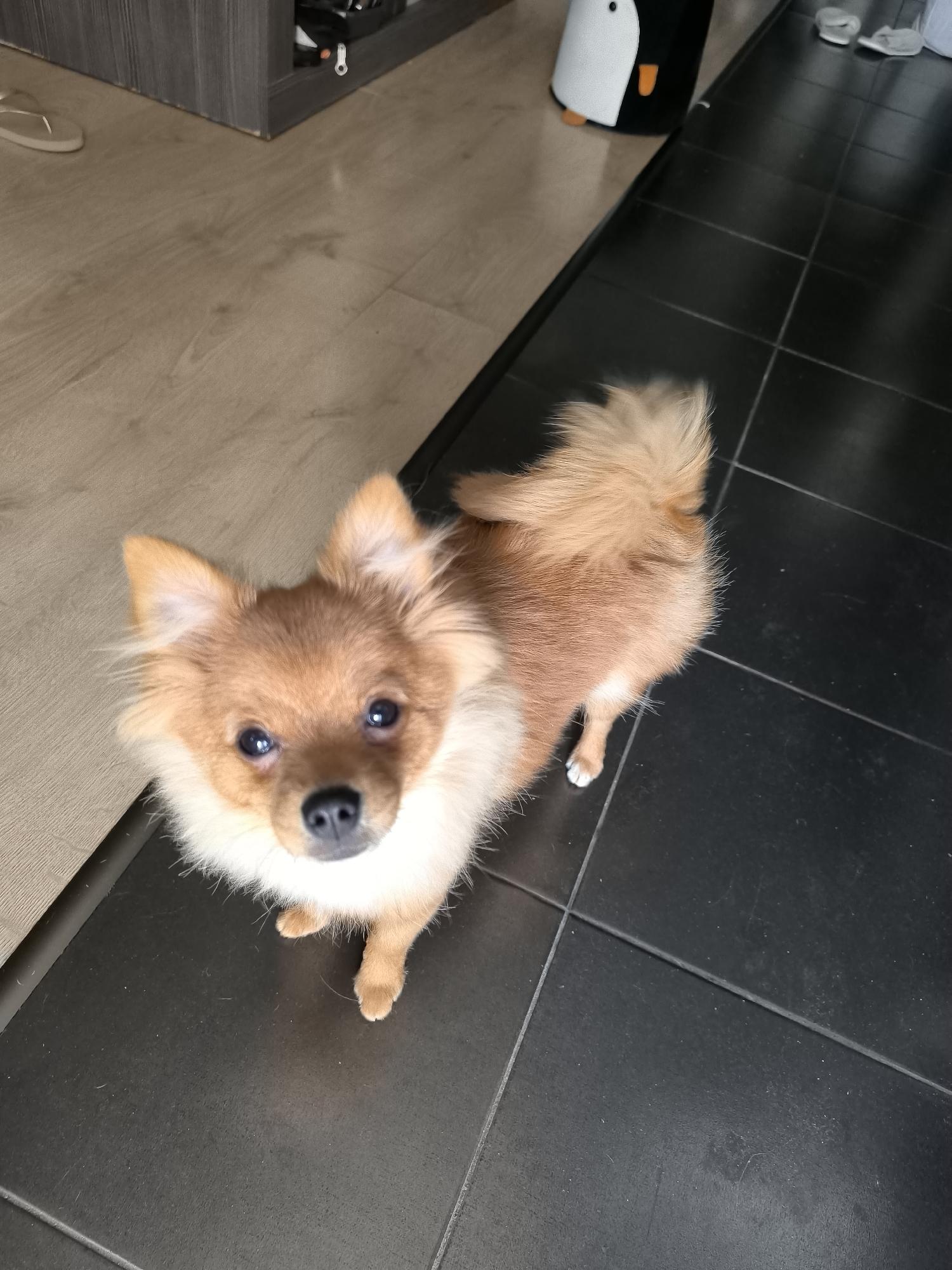 An overhead shot shows a small, tan-colored dog with fluffy fur and pointed ears looking up directly at the camera. The dog is standing on a black tiled floor, which transitions to a light wood-look laminate floor on the left side of the frame. In the background, a dark gray cabinet is visible, and to the left of the cabinet, a white flip-flop lies on the laminate floor. A large, plush penguin toy is positioned on the black tile, behind and to the right of the dog. The scene appears to be indoors, possibly in a hallway or entryway. The image does not contain information to suggest a location in Sofia, Bulgaria.