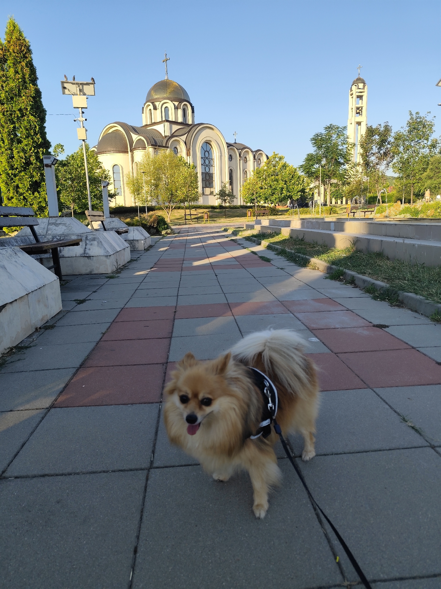 A light-colored Pomeranian dog with a black harness and leash is standing on a paved walkway in front of a church in Montana, Bulgaria. The church has a gold dome and a tall bell tower. The walkway is made of gray and reddish-brown tiles. There are benches and planters along the sides of the walkway. Trees and other greenery surround the church. The sky is clear and blue. The dog is facing the camera with its tongue out and appears to be happy.