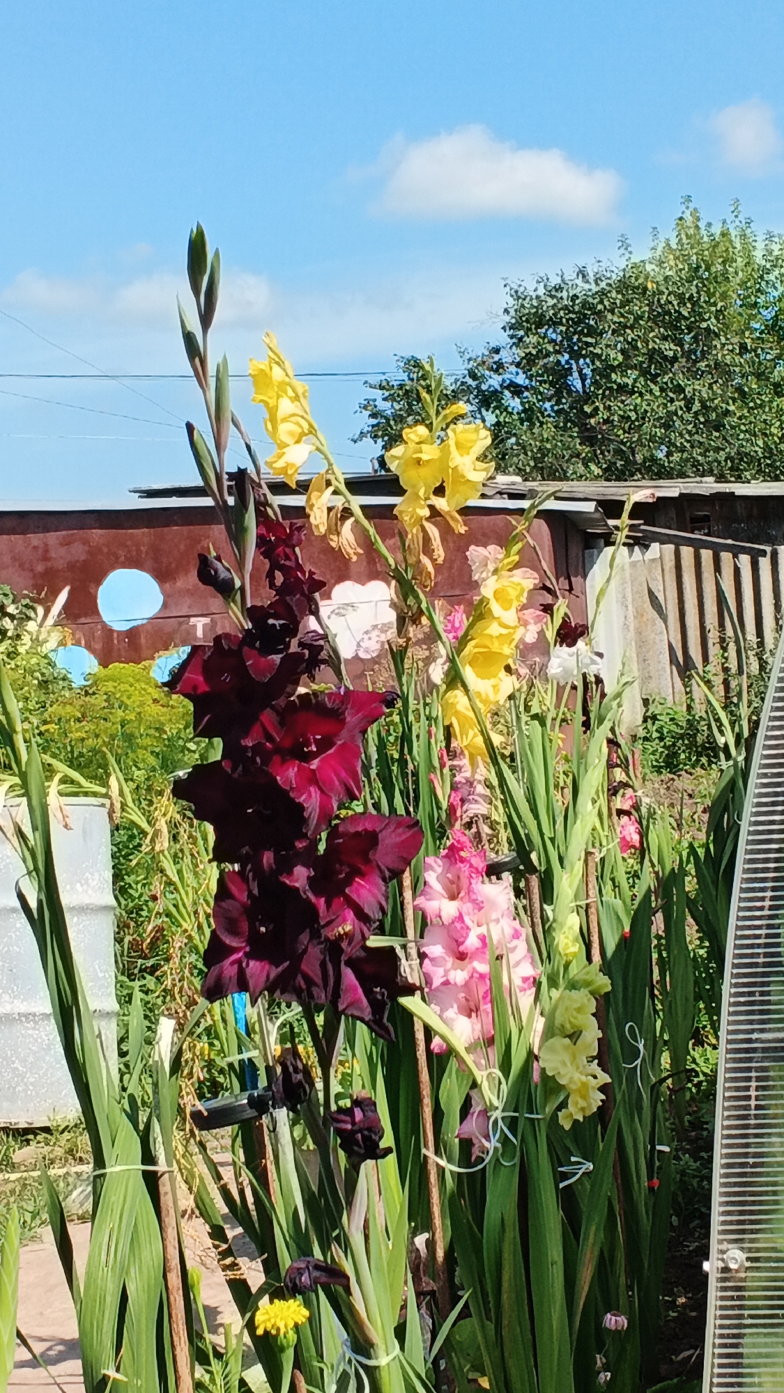 A close-up, eye-level shot captures a vibrant display of gladiolus flowers under a clear blue sky with scattered white clouds. The foreground is dominated by several gladiolus stalks, showcasing a variety of colors including deep burgundy, bright yellow, and soft pink. The burgundy gladiolus, in particular, stands out with its dark, velvety petals. Surrounding the flowers are tall, green gladiolus leaves, some of which are secured with white ties to stakes. In the background, a weathered brown wooden fence runs horizontally, with hints of other structures and greenery peeking through. The scene appears to be a garden or a yard, likely in the village of Podgornoye, Russia, given the rural setting implied by the fencing and the natural environment. There are no people or animals visible in the image. The lighting suggests a bright, sunny day.