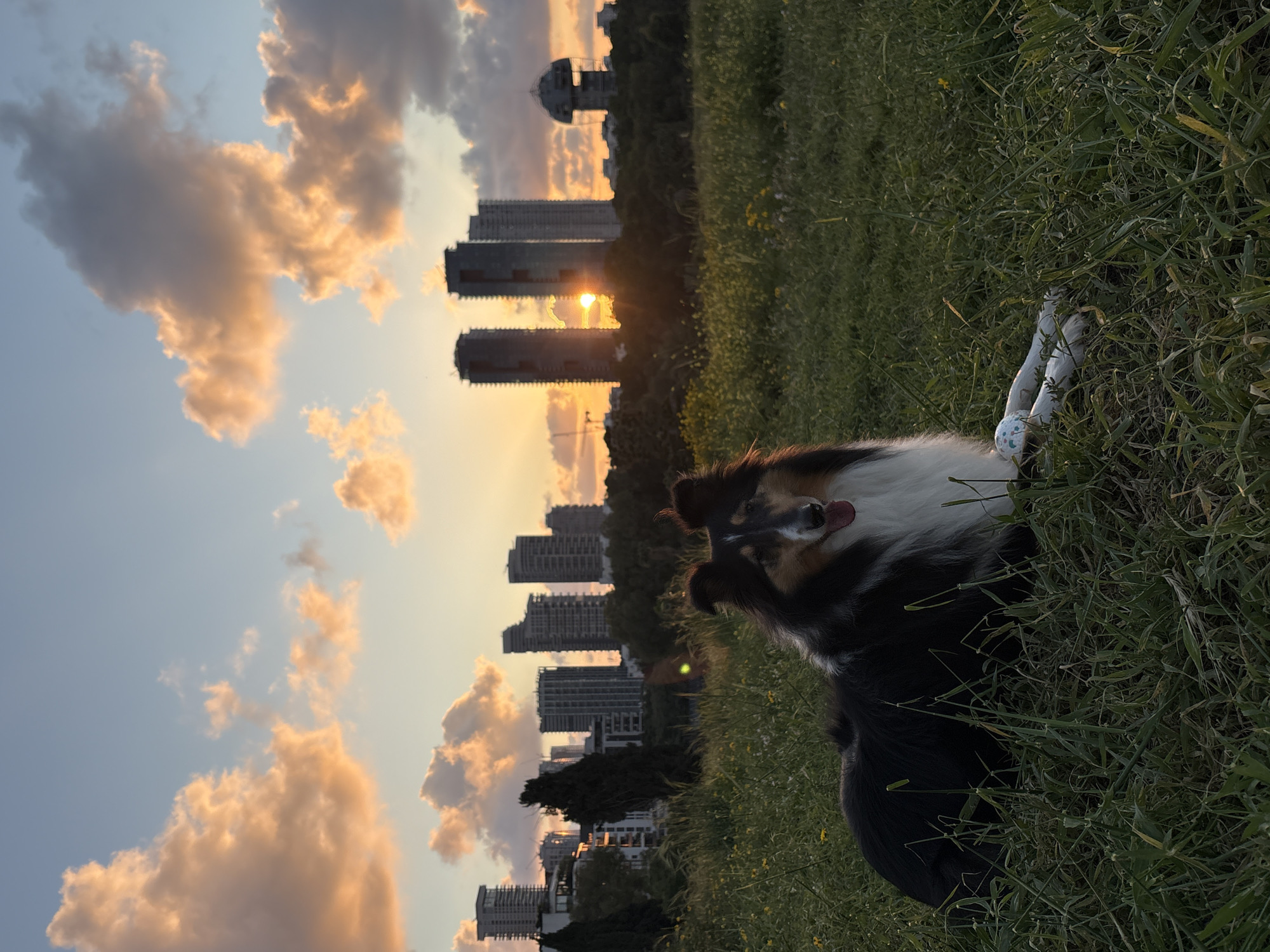 The image depicts a black, brown, and white Sheltie dog lying in a grassy field. A white dog toy rests next to the dog. In the background, a skyline of modern apartment buildings is visible, with the sun setting between them, casting a warm glow on the clouds. The distinctive shape of the Azrieli Sarona Tower is seen on the horizon. Based on the architectural details and the presence of the Azrieli Sarona Tower, the location is likely within or near Ramat Gan, Israel, looking towards Tel Aviv.