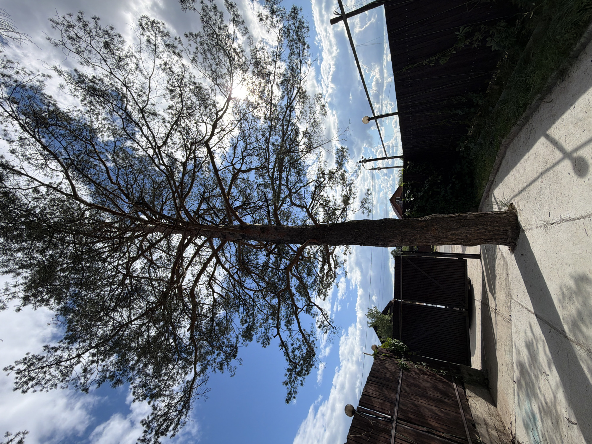 The image depicts a tall pine tree in the foreground, its branches spread wide against a bright blue sky dotted with white clouds. The sun is visible through the tree's canopy, creating a lens flare effect. The tree trunk is situated on a concrete surface, which appears to be a walkway or driveway.
To the left of the tree, there is a dark brown wooden fence with a gate. The fence sections are vertical planks. The gate is slightly ajar and also appears to be made of dark wood. Further back, behind the gate and fence, the roof of a house with a reddish-brown hue is visible.
To the right of the tree, another dark brown wooden fence runs parallel to the walkway. This fence also has vertical planks and is topped with thin horizontal wires supported by wooden posts. Along the base of this fence, there is dense green vegetation and grass.
Two outdoor light fixtures, resembling modern lamps, are visible mounted on poles. One is on the left, near the fence, and the other is further back, near the right fence.
The overall scene suggests an outdoor area, possibly a yard or the entrance to a property, in a residential setting. The presence of the house and fences implies a private property. The sky indicates daytime. The location is identified as the city of Chaikovsky, Russia.