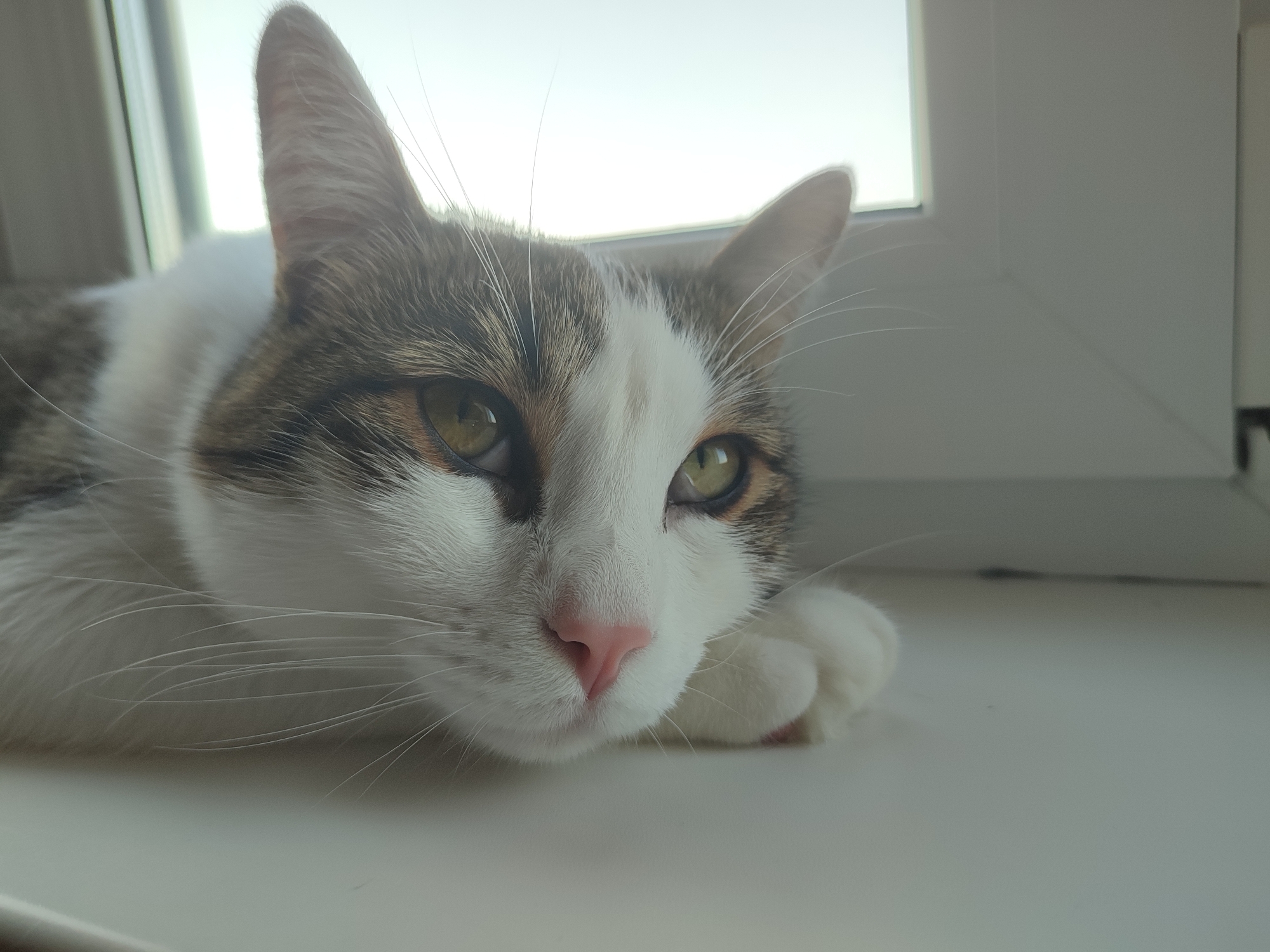 The image shows a close-up of a tabby and white cat resting its head on a white surface, likely a windowsill, with its paw tucked underneath. The cat has green eyes and a pink nose. Behind the cat, a window with bright light is visible, suggesting it is daytime. The environment appears to be indoors. There is no indication of the city of Voronezh, Russia, or any specific location.