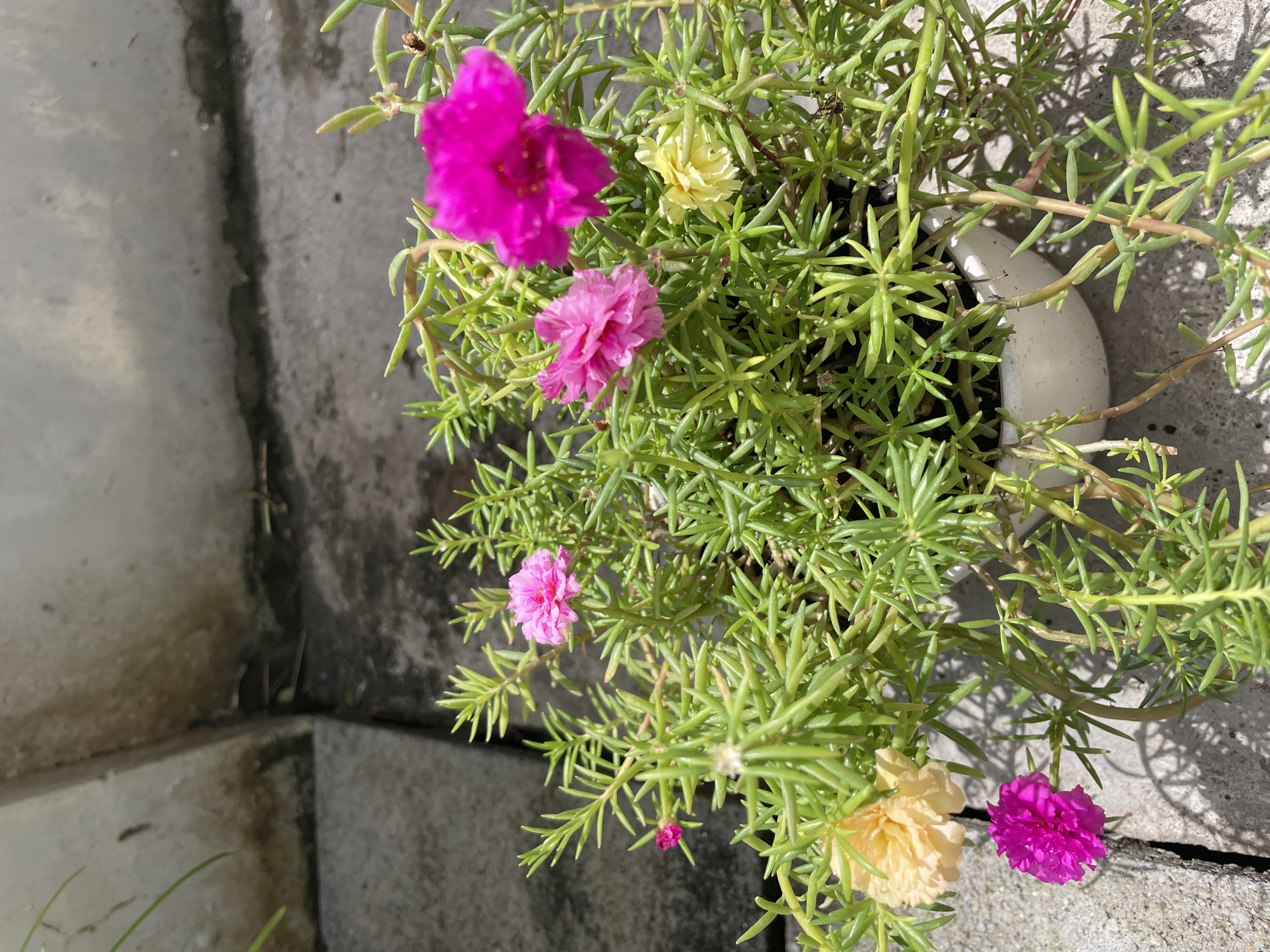 The image depicts a potted plant with green needle-like foliage and several blooming flowers of varying colors including pink, magenta, and yellow. The plant sits on a gray concrete surface, potentially a patio or balcony. The location appears to be outdoors, adjacent to a concrete structure with distinct corners. While the location is stated to be in Thep Krasatti, Thailand, there are no details present in the image to explicitly verify this information.