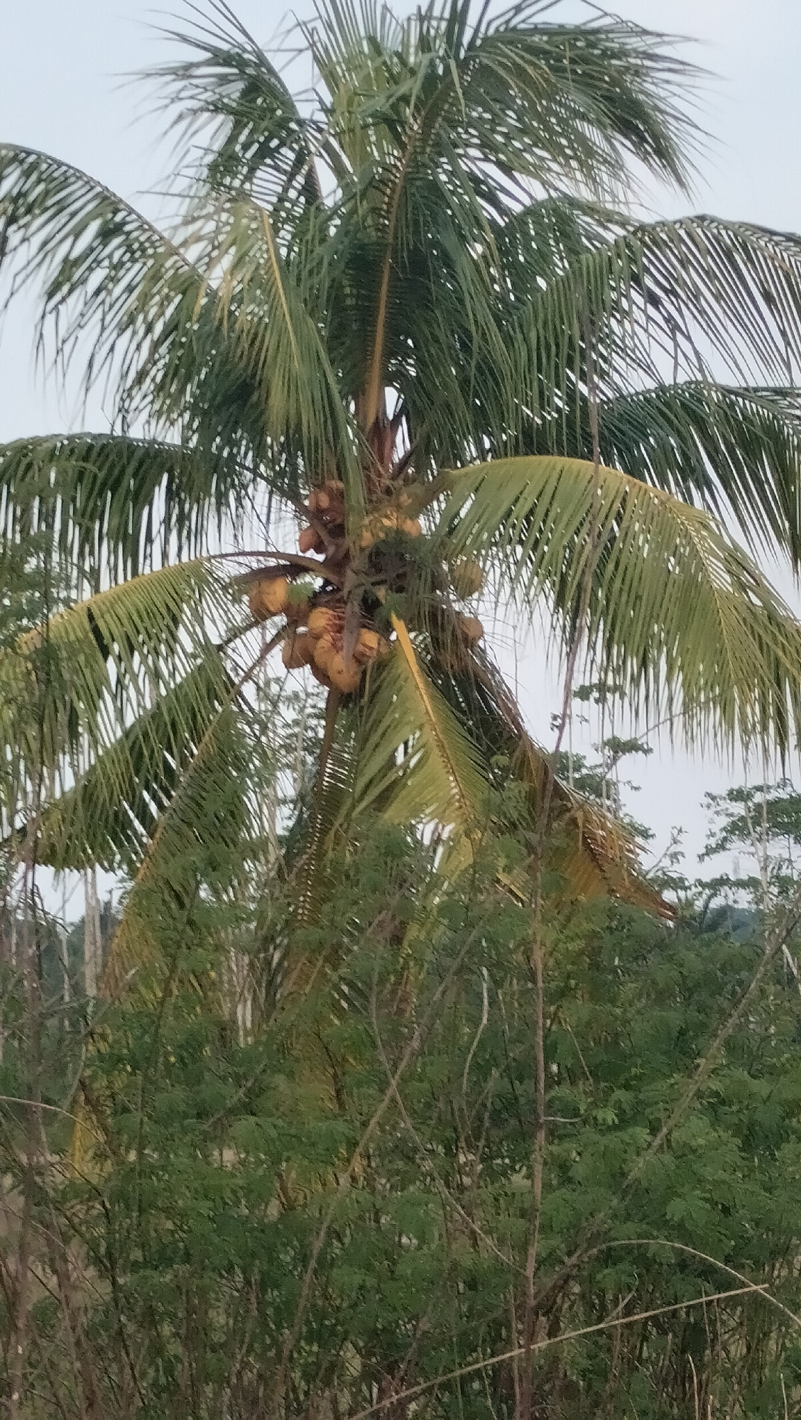 A cluster of yellow coconuts hangs from a palm tree in Lhokseumawe, Indonesia. The coconuts are visible against a backdrop of green palm fronds and a pale sky. The lower portion of the image shows dense green foliage and thin, brown branches.