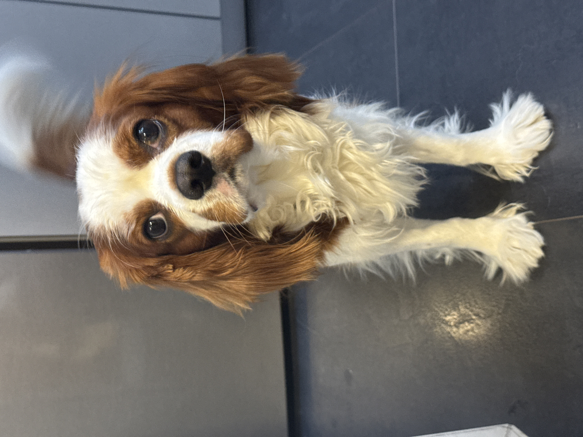 The image shows a close-up, eye-level view of a Cavalier King Charles Spaniel dog standing on a dark, tiled floor. The dog has a white and chestnut coat, with distinctive white markings on its face and chest. Its ears are long and floppy, framing its face. The dog's eyes are dark and expressive, and it appears to be looking directly at the camera. Its tail is white and bushy, curled upwards. The background is a blurred, neutral gray, likely a wall or cabinet, suggesting an indoor setting. The lighting appears to be artificial and evenly distributed. The scene does not provide any information that would allow for its location to be identified as being in the city of Dobrich, Bulgaria, or any other specific geographical location.