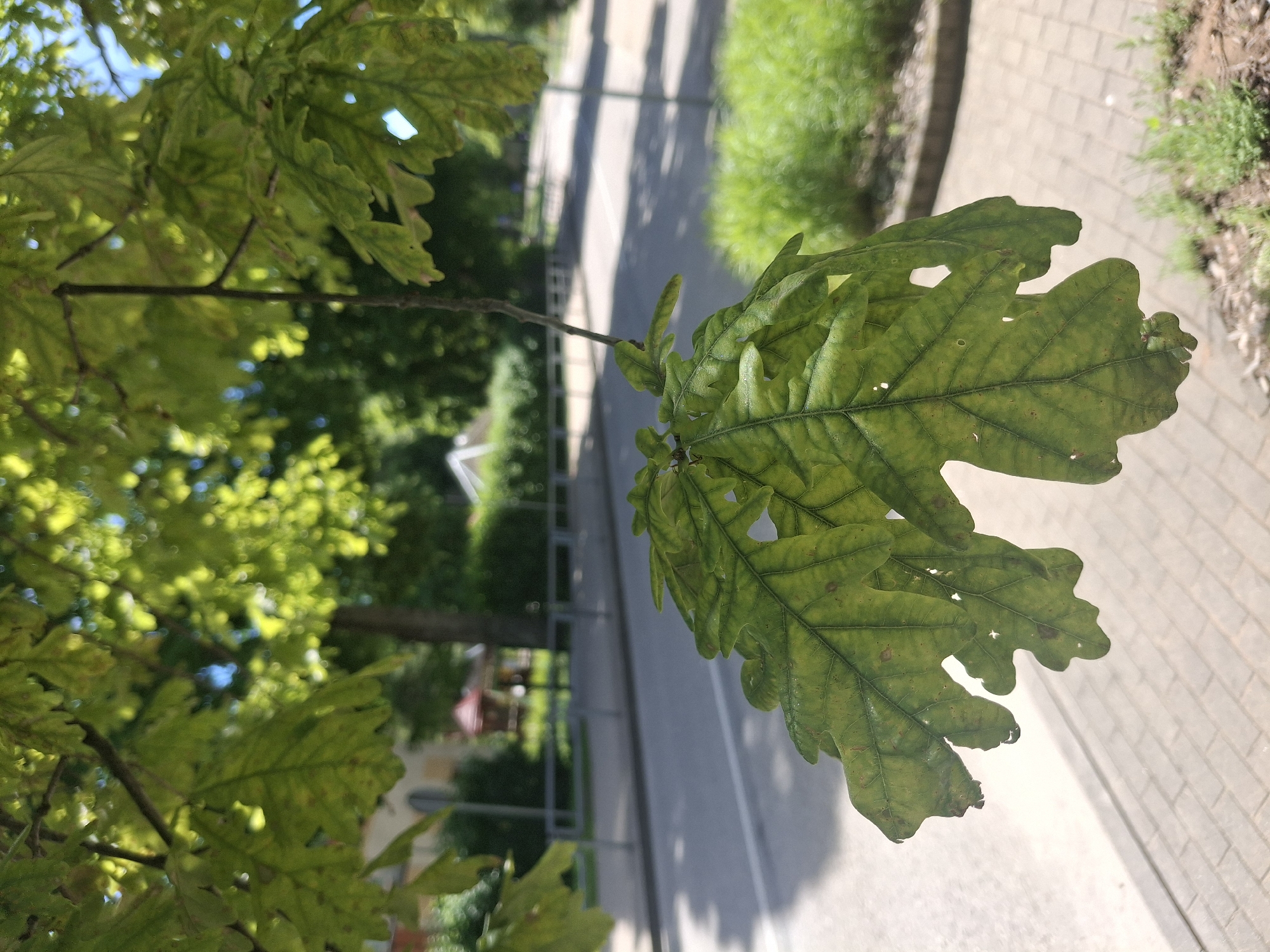 An oak leaf hangs in the foreground of this close-up shot, its green surface speckled with brown spots and a few small holes. The leaf's edges are irregular, with characteristic deep lobes. Behind it, a street is visible, paved with asphalt and lined with a light-colored sidewalk. A low metal fence runs along the side of the street, separating it from a grassy area. In the background, trees and some buildings are blurred by the shallow depth of field, suggesting a park or residential area. The overall impression is a sunny day in a green, urban environment, likely in Ogre, Latvia, given the hints provided. There are no people or animals visible in the image.