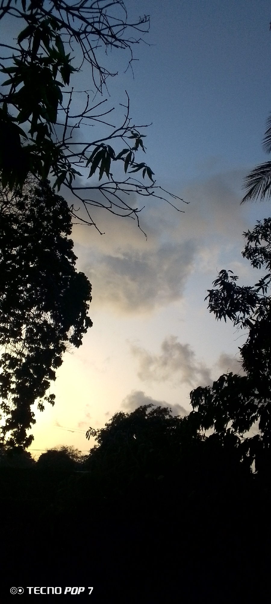The image is a photograph taken at dusk or dawn, with the sky showing a gradient of blues and grays, transitioning to a warm yellow near the horizon. Silhouetted against the sky are the dark forms of trees and branches. In the foreground, to the left, a large tree with many leaves is prominently visible. Further to the right and in the background, other trees and foliage are silhouetted, creating a dense canopy. Some bare branches extend into the upper portion of the frame. The bottom of the image contains a watermark that reads "TECNO POP 7". The scene is devoid of people and specific human activity. The environment appears to be natural, likely a park or a wooded area within or near the city of Altagracia, Venezuela, given the context provided. The lighting suggests a natural light setting, possibly near sunset or sunrise.