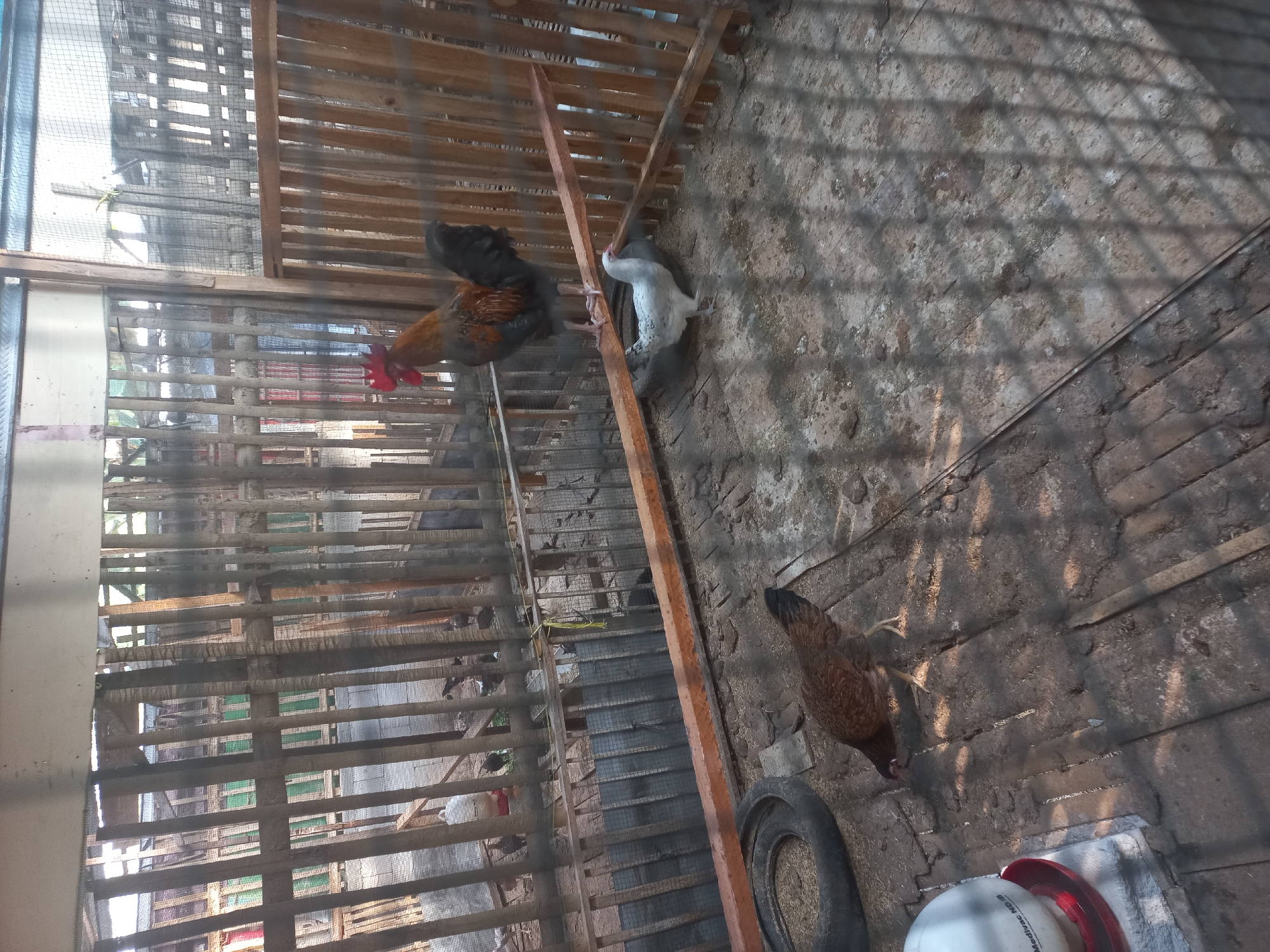 The image depicts a chicken coop in Sedadi, Indonesia, with several chickens and a rooster visible. The coop is constructed from wooden planks and mesh fencing. A large rooster with red and brown plumage stands on a wooden beam in the center of the frame. A white hen is on the ground below the rooster. To the left, a brown hen pecks at the ground. In the foreground, a white plastic chicken feeder is visible. The ground of the coop is covered in dirt, wood shavings, and some debris, including a discarded tire. The overall environment appears to be a rural or semi-rural setting, common in Indonesian villages.