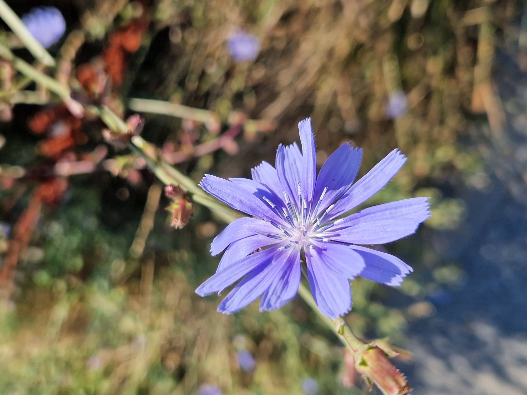 A close-up, top-down shot shows a single, delicate purple flower, identified as chicory, in bloom. The flower is positioned on the right side of the frame, with its petals unfurled and slightly serrated at the tips. The center of the flower features white pistils and stamens. The background is blurred, showcasing a natural environment with dry grasses and some green foliage, hinting at a sunny day. The dark, blurred area in the upper left quadrant suggests a paved surface. The image was captured in Sofia, Bulgaria. There are no people or animals visible.