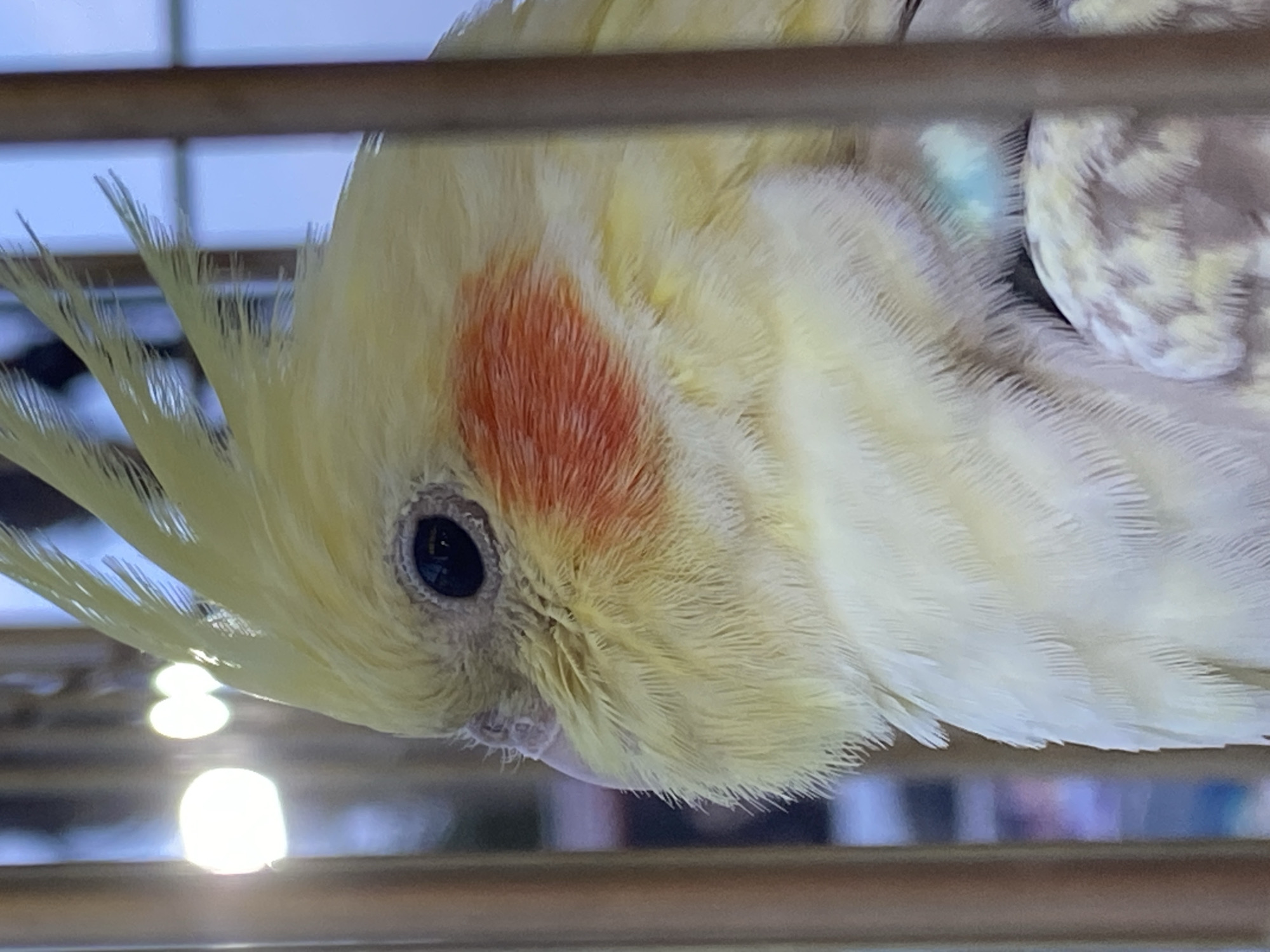 A close-up shot of a yellow cockatiel bird inside a cage. The bird has an orange spot on its cheek and a black eye. The background is out of focus. I have no information regarding the location in the city of Alanya, Turkey.