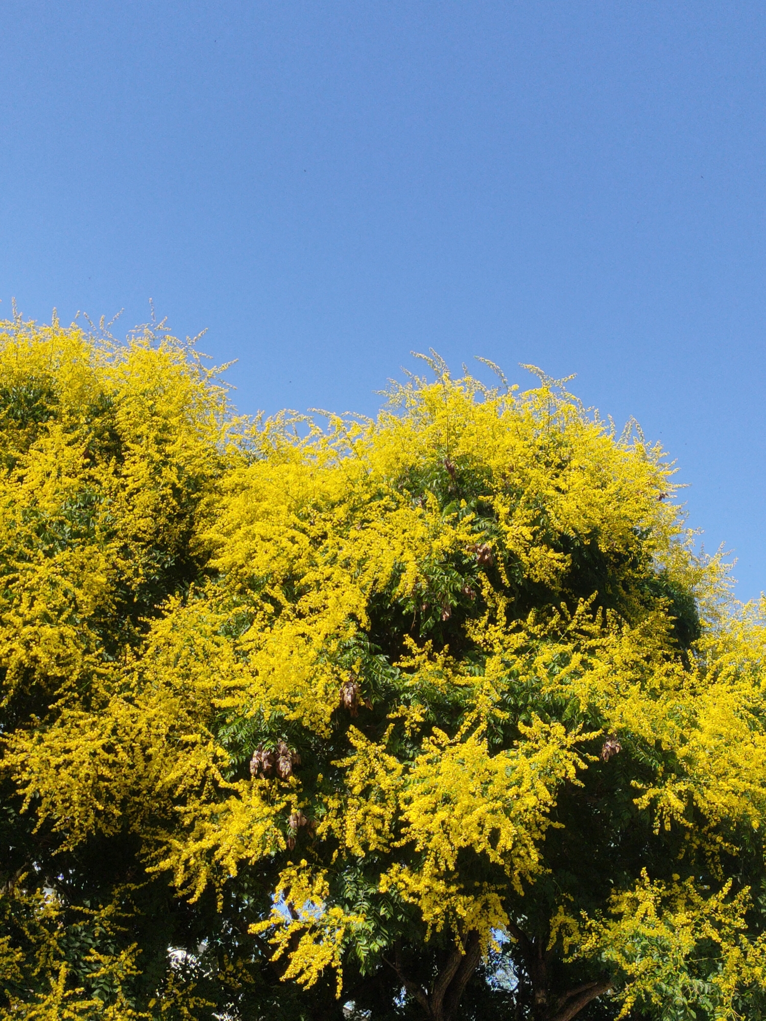 The image depicts a vibrant tree in full bloom, its branches laden with clusters of bright yellow flowers. These flowers create a dense canopy, obscuring much of the tree's foliage, which appears as dark green against the brilliant yellow. The tree is set against a clear, deep blue sky, suggesting a sunny day. There are no people or discernible man-made structures visible in the image. The scene is purely natural, focusing on the tree and the sky. The presence of a few small, dark objects that might be seed pods or dried flowers are scattered amongst the yellow blooms. The bottom portion of the image shows a glimpse of the tree's trunk and darker green leaves. This image is unlikely to be specifically located in Zrenjanin, Serbia, as there are no identifying landmarks or characteristics present.