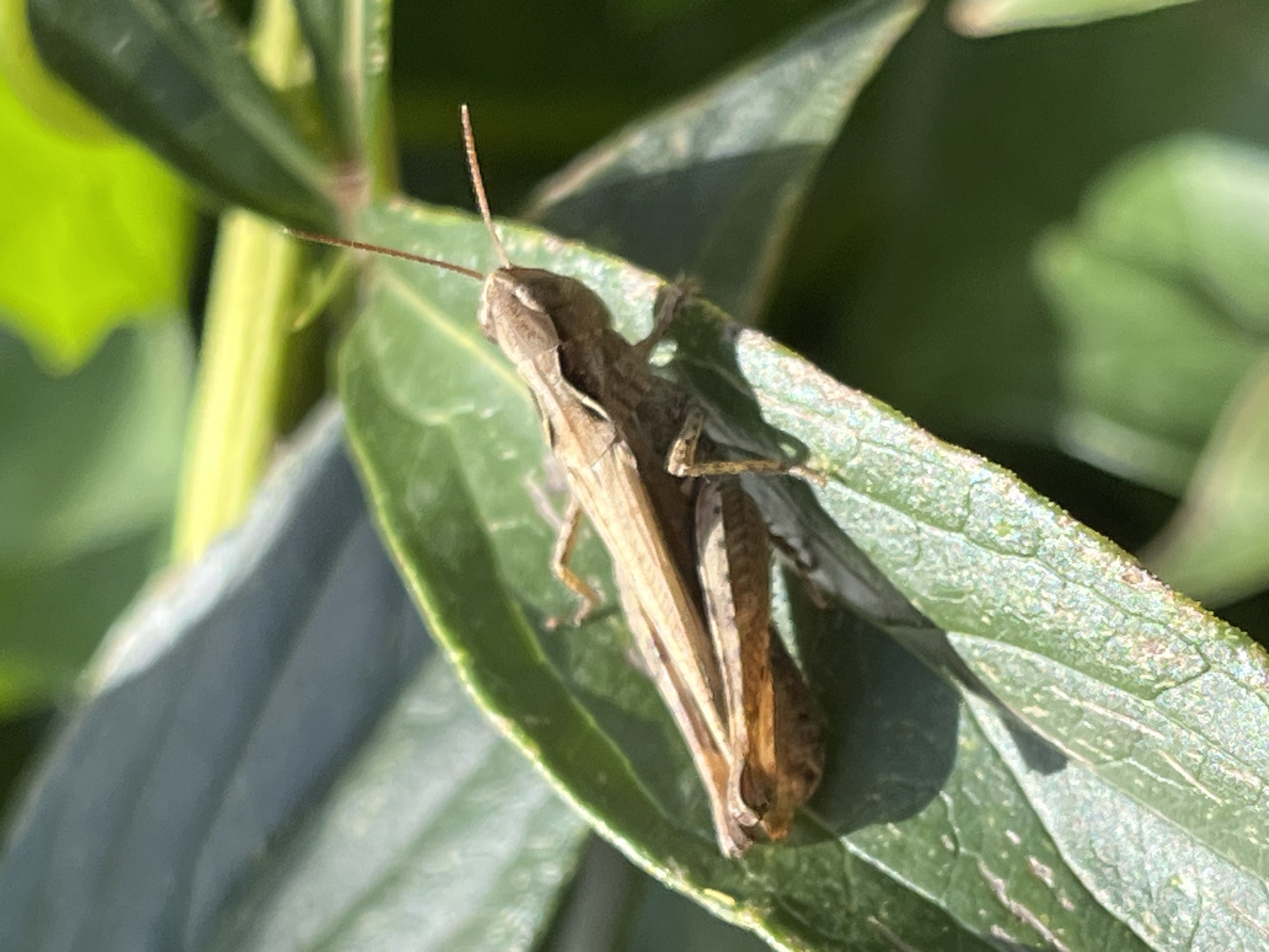 This media file is a close-up, eye-level photograph of a small, brown grasshopper resting on a vibrant green leaf. The grasshopper is positioned diagonally on the leaf, facing left and slightly upwards. Its long antennae are clearly visible, with one antenna pointing straight up and the other extending forward. The insect's body is slender, and its wings are folded neatly against its back, revealing segmented legs. The leaf it rests on is textured with visible veins. In the background, out-of-focus green foliage and dappled sunlight suggest an outdoor setting, likely a garden or natural environment. The lighting indicates it is daytime, with the sun casting shadows on the leaf, highlighting the grasshopper's form and the leaf's texture. The overall impression is one of a serene, natural moment captured in detail. There is no visible text in the image.