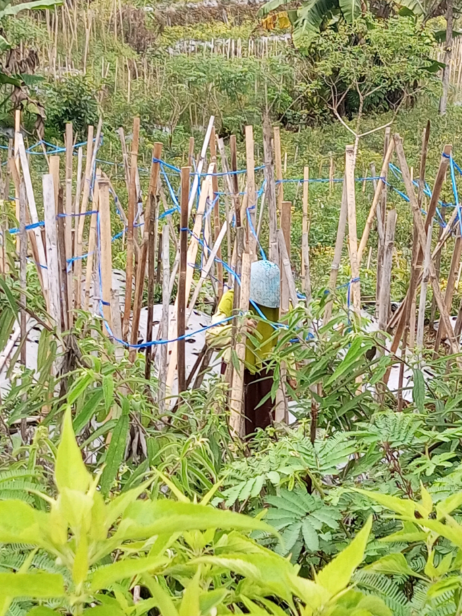 In Andongsili, Indonesia, a person wearing a lime green shirt and brown pants, with a light blue bag on their head, is partially visible amidst bamboo poles and lush green foliage. The bamboo poles are arranged in a structured manner, crisscrossed and tied with blue string, suggesting a garden or agricultural setting. The foliage is dense, with various shades of green leaves and some darker plants intermingled. The background shows a sloping terrain covered in more vegetation and trees.
