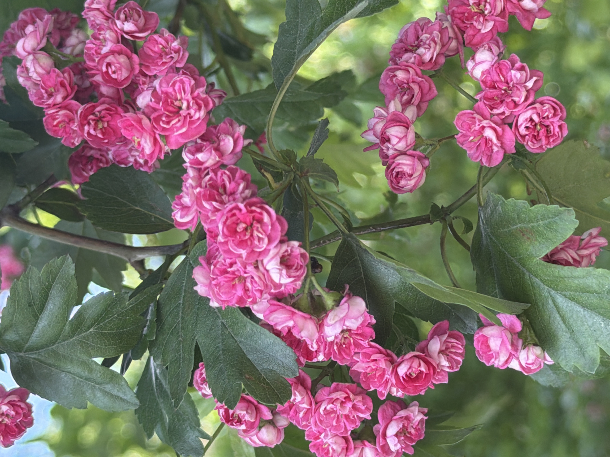 This close-up photograph captures vibrant clusters of double-flowered pink blossoms interspersed with dark green, lobed leaves. The flowers are a striking fuchsia pink, featuring numerous small petals that create a full, rose-like appearance, often with lighter pink or whitish hues towards their centers. They grow in dense clusters along slender, dark branches. The deep green leaves are distinctly lobed with serrated margins, characteristic of a hawthorn species. The background is softly blurred into a bokeh of light and dark green tones, suggesting other foliage or distant trees, which helps to isolate and highlight the blooming branches in the foreground. The natural, bright lighting indicates it is daytime, and the overall impression is one of fair weather. Based on the botanical features, the plant is likely a double-flowered hawthorn, such as *Crataegus laevigata* 'Paul's Scarlet'. The image provides a visual record of this flowering plant in what is stated as Saint Petersburg, Russia. There is no visible text or human activity.