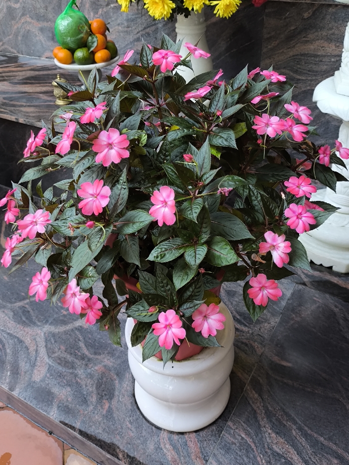 The scene depicts a potted flowering plant positioned on a dark, polished granite floor with light gray veining, located in Thành phố Quảng Ngãi, Vietnam. The central subject is a robust plant, likely *Impatiens*, featuring numerous vibrant pink, five-petaled flowers and dark green, glossy leaves with reddish stems and undersides. The plant is contained within a reddish-brown pot, which rests on a white, hourglass-shaped ceramic stand.
In the background, on a dark granite surface, a white ceramic bowl holds an arrangement of fruit, including several orange-colored citrus fruits and a larger green fruit, possibly a pomelo, partially covered by netting. A small, dark metallic vessel, potentially an incense burner, stands near the fruit bowl. To the right, a portion of a white, intricately carved decorative stone or ceramic pillar is visible. Above and behind the plant, a white vase holds a bouquet of bright yellow chrysanthemums and a small cluster of red flowers. No individuals are present.