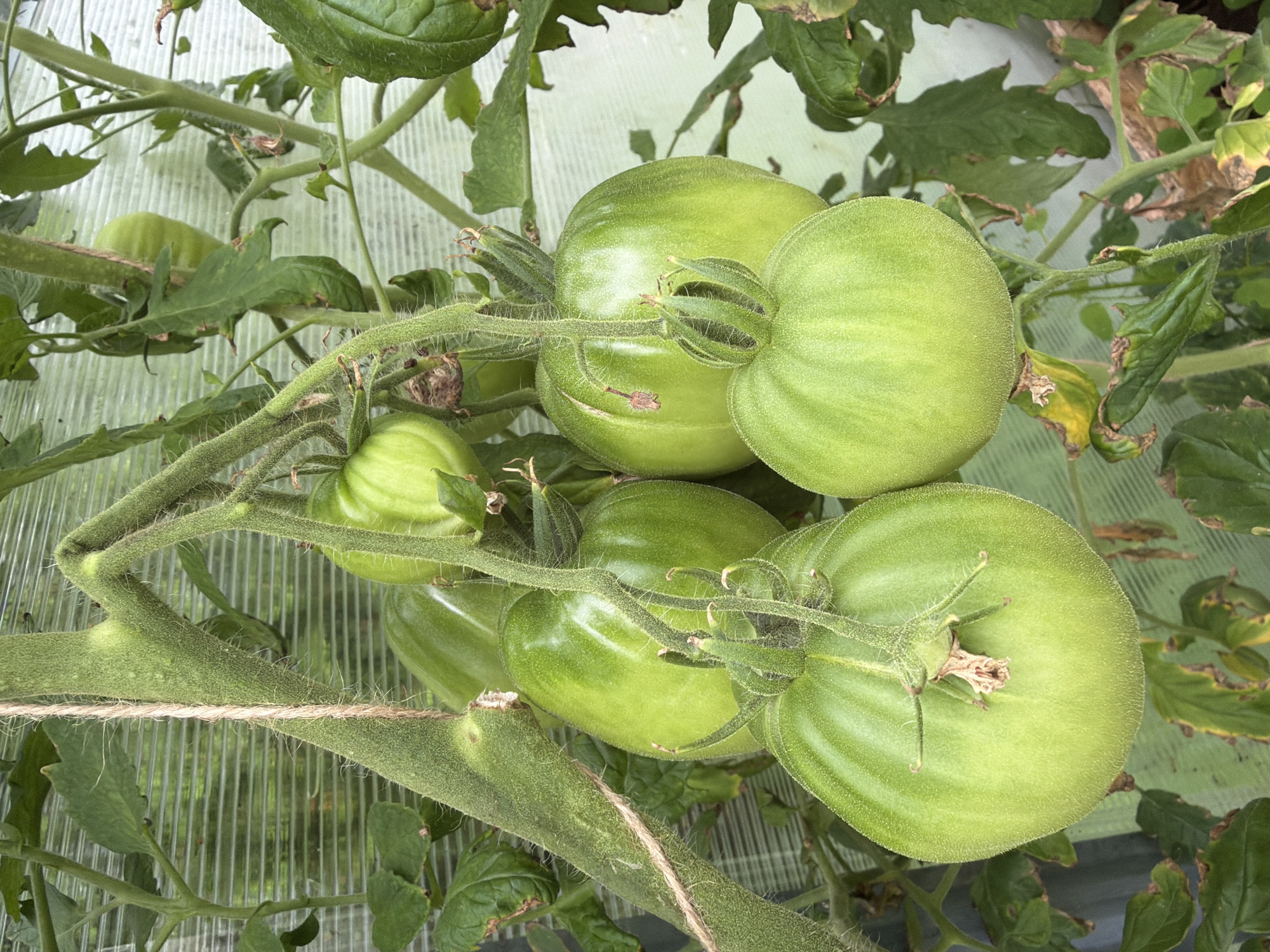 This is a close-up, eye-level, medium shot of a cluster of unripe green tomatoes hanging from a vine. The tomatoes are various sizes and shapes, with smooth, taut skin that is a vibrant green color. Some of the tomatoes have light green striations running vertically. The stems of the tomatoes are fuzzy and green, with small green sepals at the top of each fruit. The vine itself is thick and hairy, with a thick twine tied around it for support. In the background, there are blurry green tomato leaves and a translucent, ribbed surface, likely the covering of a greenhouse. The lighting is bright, suggesting daylight. The scene is set in a greenhouse in Medemciems, Latvia, where tomatoes are being cultivated. There are no people or animals present in the image.