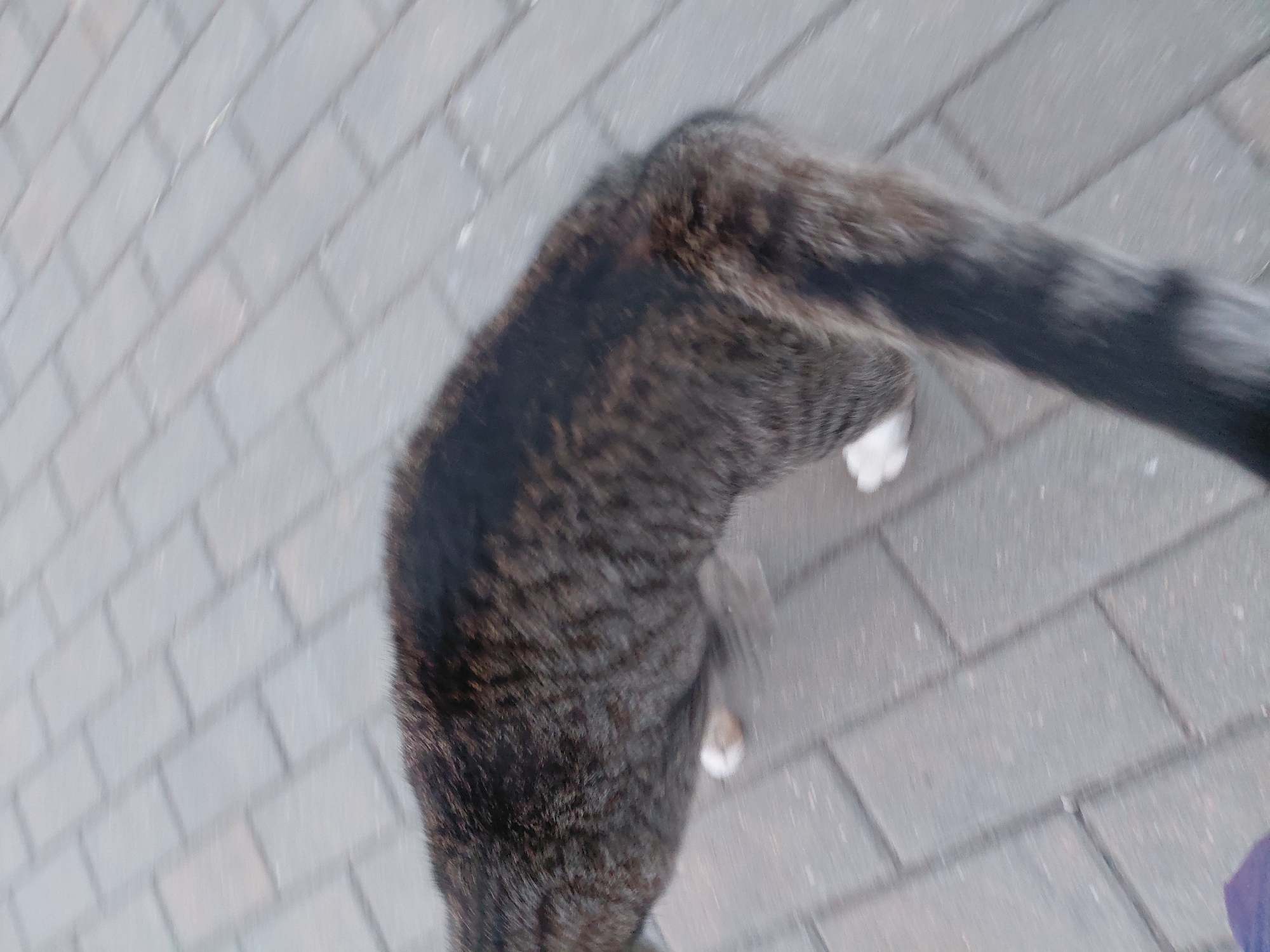 A tabby cat is captured in a blurred motion on a paved walkway. The cat's fur is a mix of brown, black, and gray, with a distinct dark stripe running down its back and a bushy, striped tail. One of its hind paws appears white. The walkway is constructed of gray rectangular bricks laid in a staggered pattern. The scene is devoid of human presence, and no specific landmarks in Smarhon, Belarus are identifiable.
