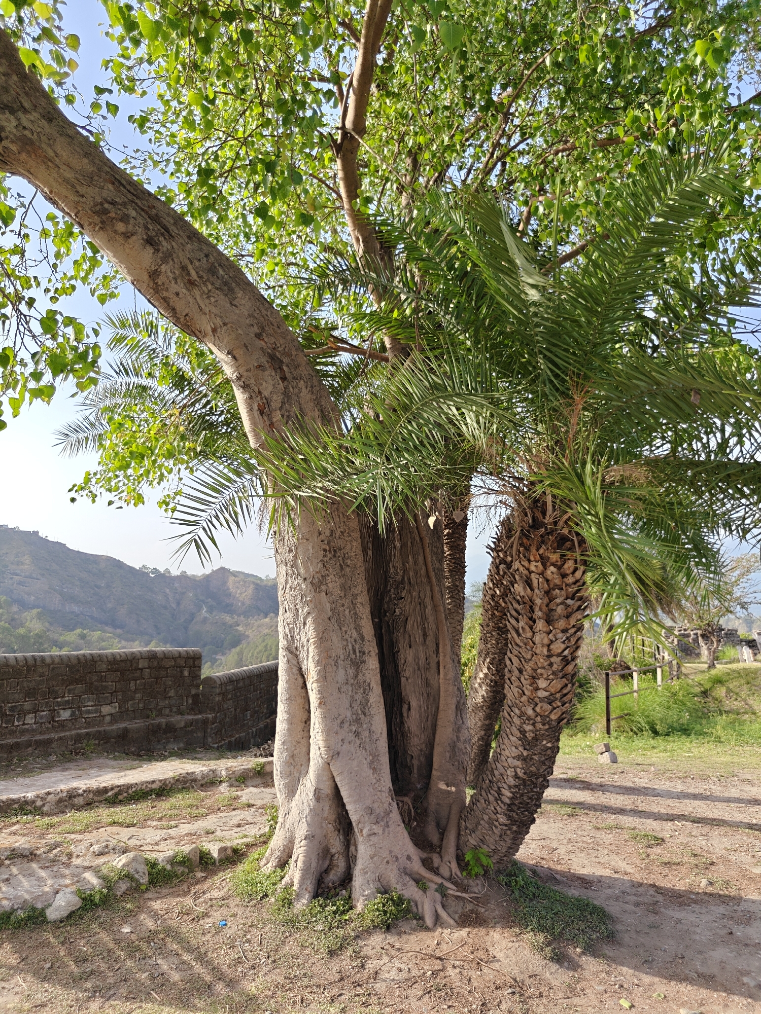 The image shows a large, multi-trunked tree with a smaller palm tree growing adjacent to it. The trees are located in a park-like setting in Unknown, Unknown. A stone wall is visible in the background, along with a grassy area and other trees. The ground is covered with dirt and some vegetation.