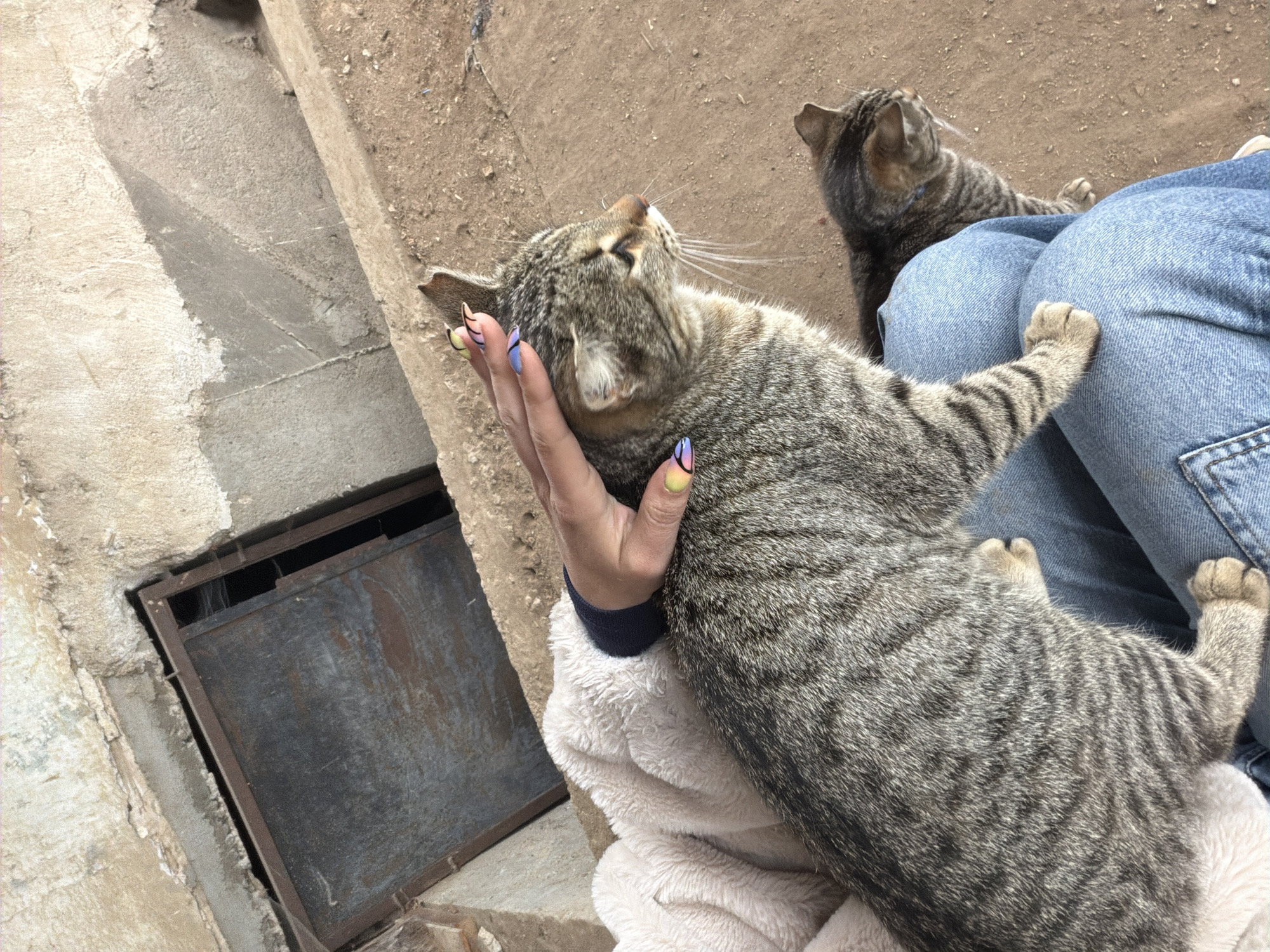 Location: Likely outdoors in or near Debrashtitsa, Bulgaria.
Scene: A gray tabby cat is being petted by a person. The cat is primarily in the foreground and appears to be enjoying the interaction, with its head tilted upwards. The person's hand, with colorful fingernails, is visible supporting the cat's head. The person is wearing a light-colored, possibly fleece, jacket or garment, and blue jeans. Another gray tabby cat is partially visible in the background, sitting near the person's leg. Background elements include concrete surfaces and possibly a metal grate set into the concrete. The surface behind the person with the cats appears to be bare earth.