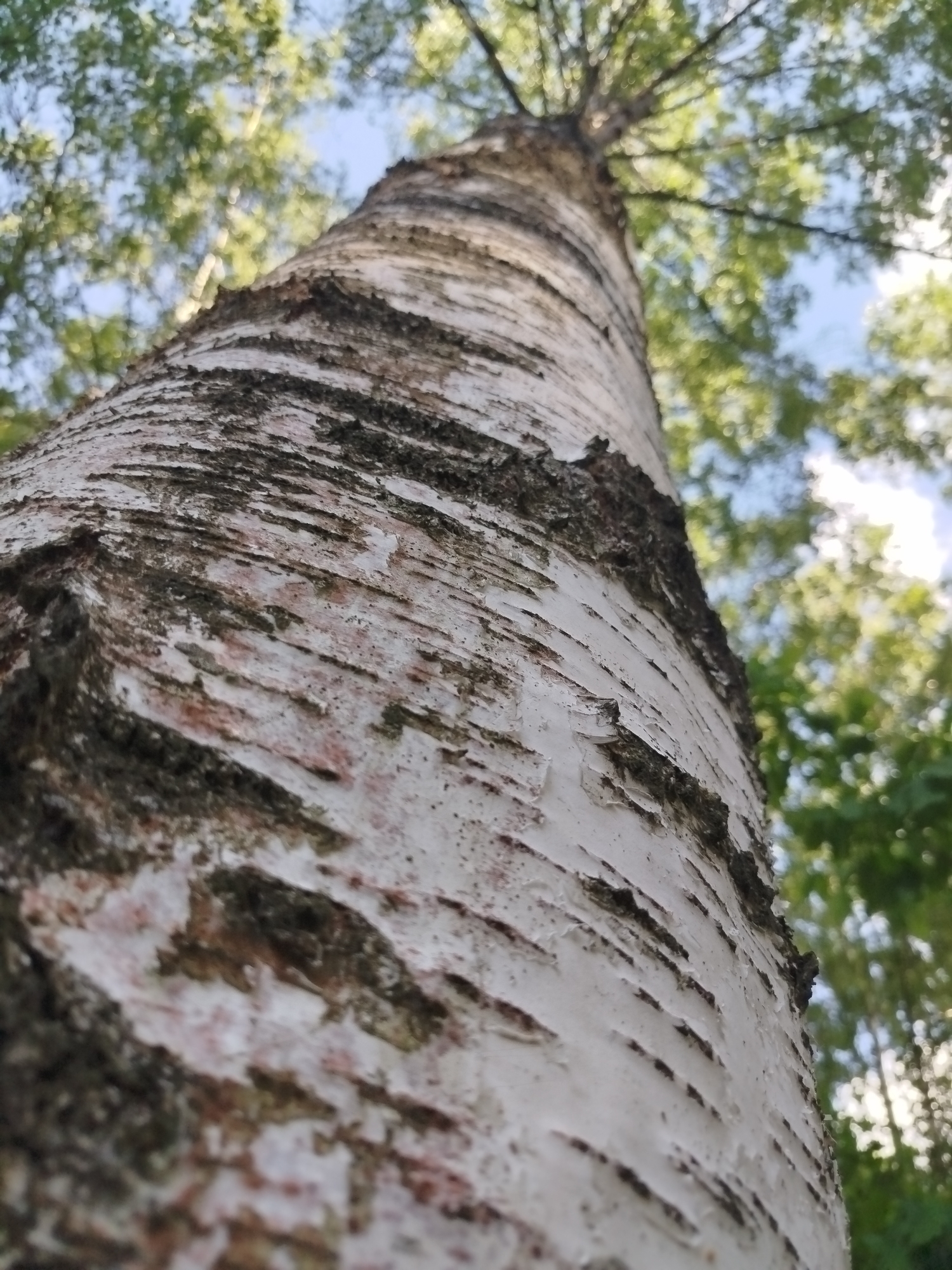 The image is a low-angle shot looking up the trunk of a birch tree. The tree's bark is predominantly white with dark, horizontal markings. The bark appears to be peeling or flaking in some areas. The top of the tree is out of focus, but some branches and green leaves are visible against a partially visible sky, suggesting it's daytime. The environment is a forest or wooded area. The image doesn't provide specific information about the city of Noginsk, Russia, or any identifiable details to ascertain its location within the city. There are no people visible in the frame.