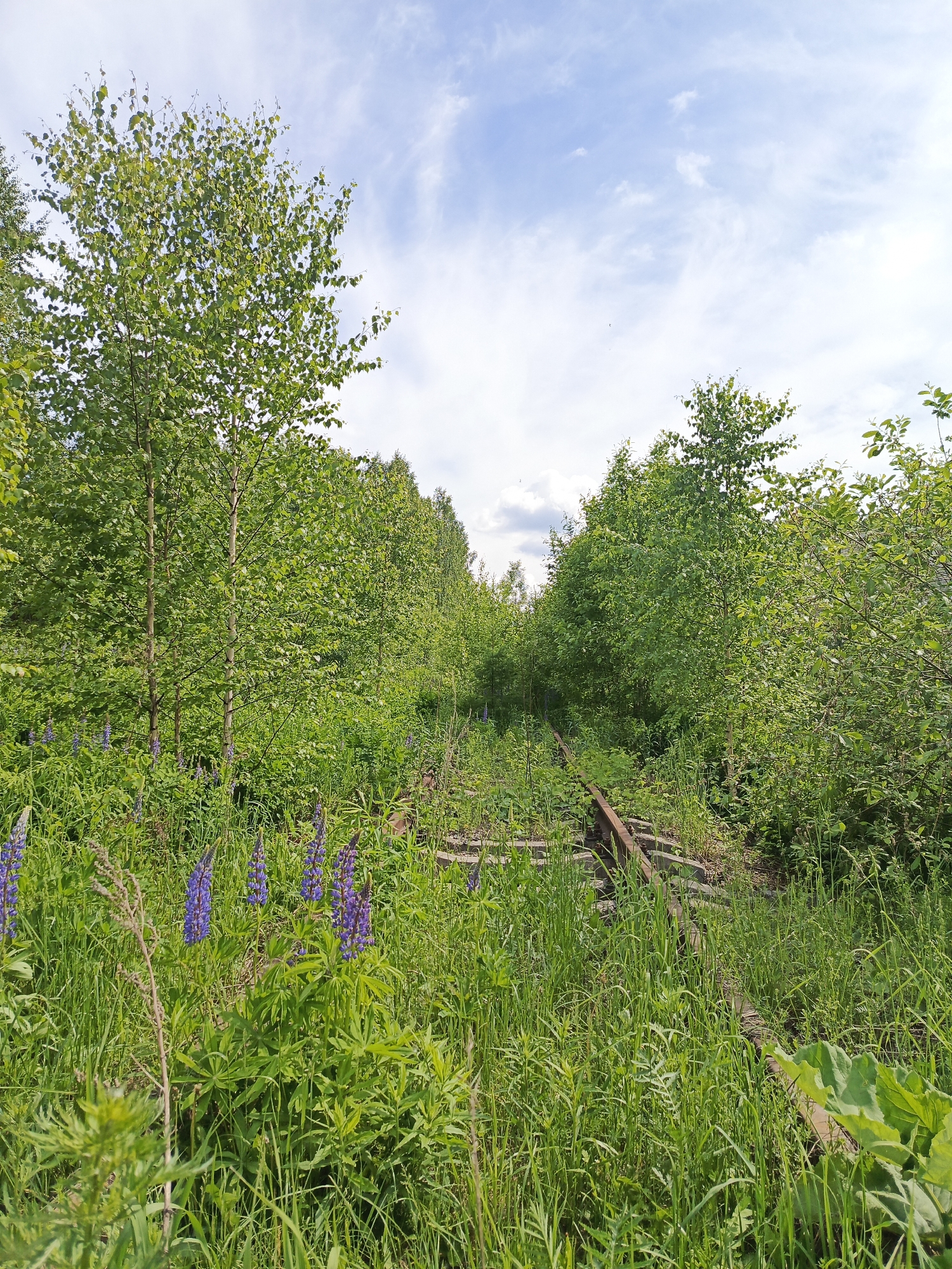 This full-shot image captures an overgrown, disused railway line cutting through dense green vegetation under a bright, cloudy sky. The scene depicts a rural or wild landscape in Kemul, Russia.
The primary subjects are the railway tracks, which are partially obscured by lush, tall green grasses and various plants. The single track, with visible wooden sleepers and metal rails, recedes into the distance, curving gently to the right, implying a path that continues beyond the frame.
The railway is bordered on both sides by abundant green foliage. Numerous trees with bright green leaves, possibly birches, line the track, forming a dense canopy and wall of vegetation that creates an almost tunnel-like effect. Among the tall grasses and other greenery, prominent clusters of purple wildflowers, identifiable as lupines, add vivid splashes of color, particularly in the foreground and along the left side of the tracks.
The sky above is bright, featuring patches of light blue and scattered white, wispy clouds, indicating daytime conditions. The natural light illuminates the vibrant green of the foliage. There is no visible human or animal activity, conveying a sense of stillness and nature slowly reclaiming a man-made structure. No text is visible in the image. The overall impression is one of serene wilderness and the resilience of nature.