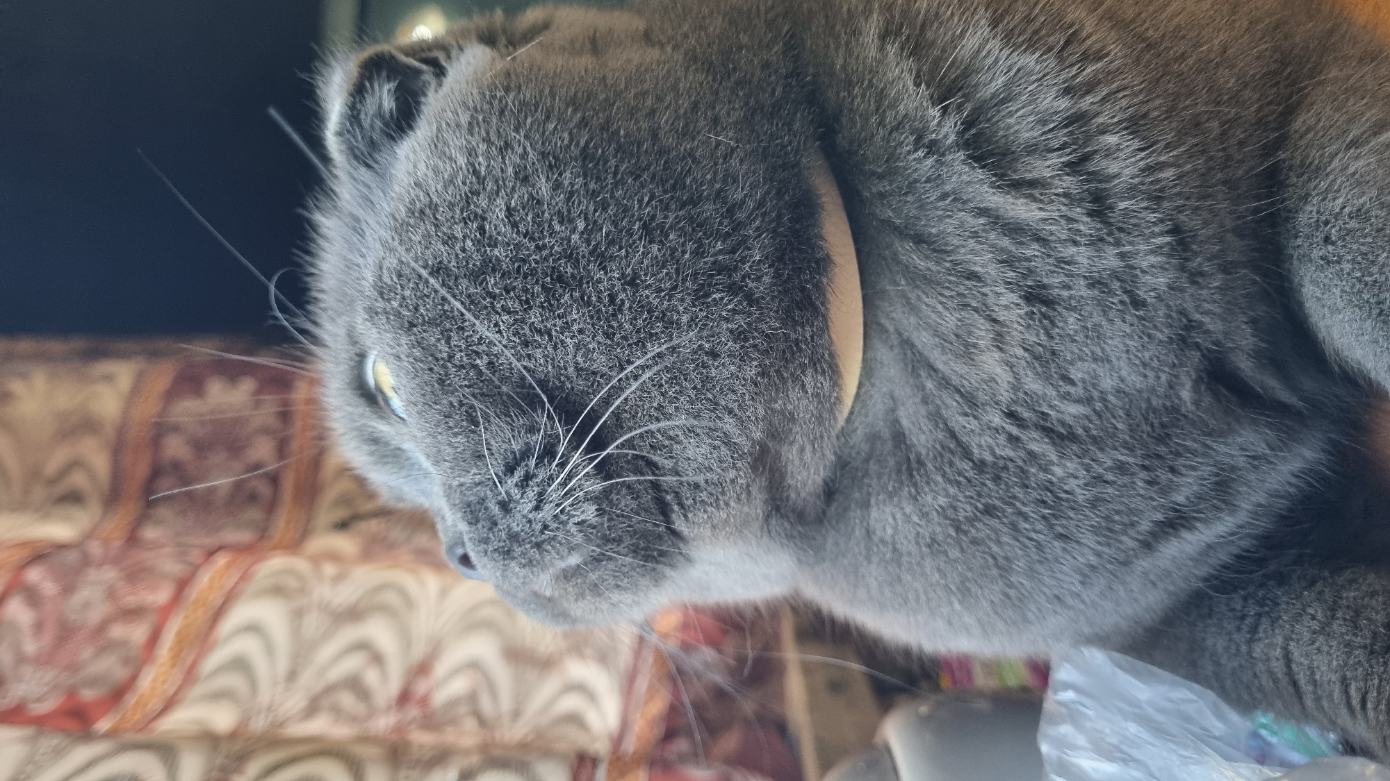 A close-up, profile view of a gray Scottish Fold cat's head is captured. The cat is looking upwards and to the left, with its left ear bent forward. Its bright yellow eye is visible, and long white whiskers extend from its muzzle. The cat is wearing a light-colored collar. In the background, a curtain with a patterned design is visible. To the bottom left of the frame, a translucent plastic bag is partially visible. The scene appears to be indoors, with natural light illuminating the cat. The specific location in the city of Vysokoe, Russia, is not discernible from the visual information provided in the image.