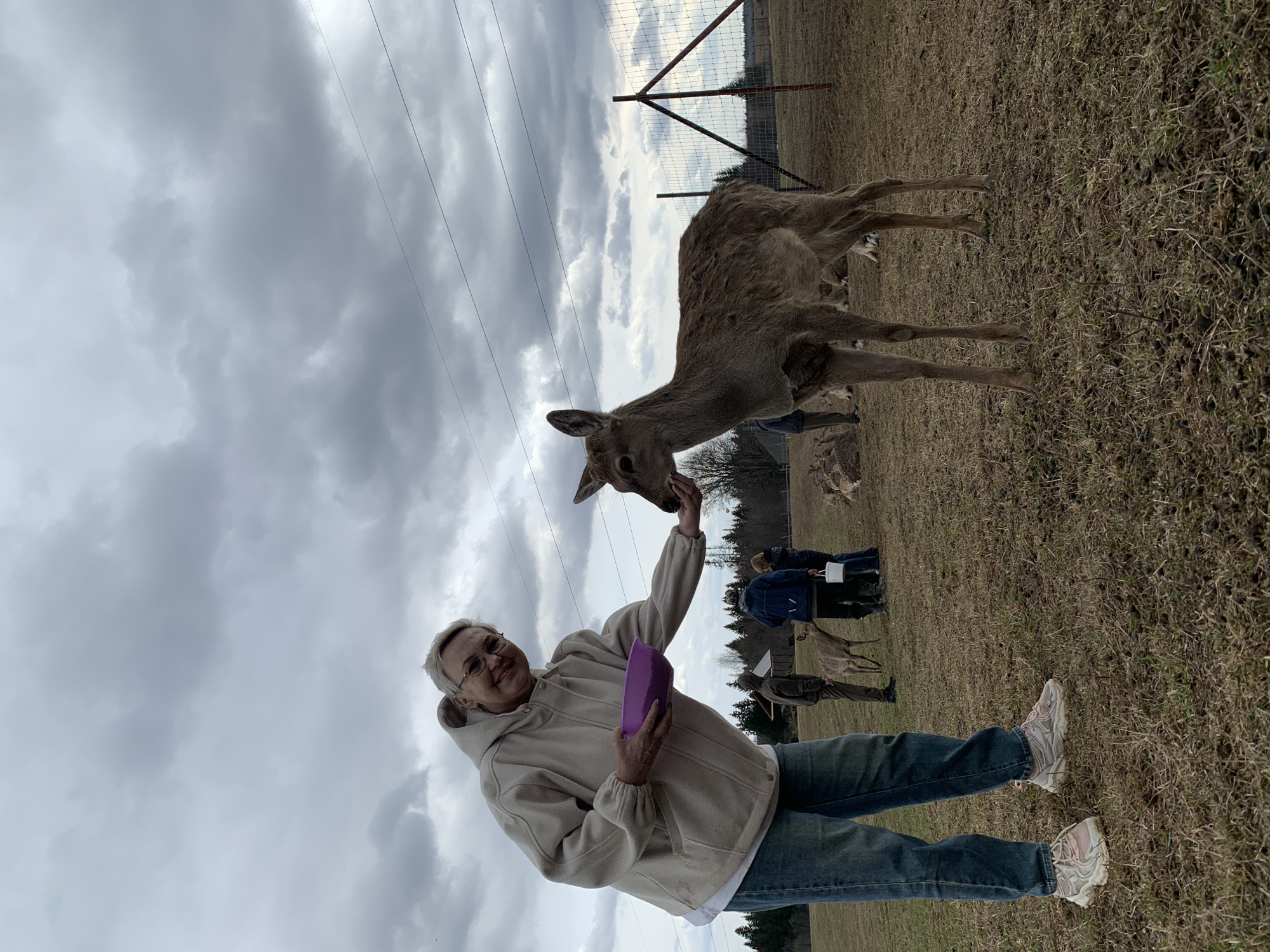 A woman with short blonde hair, glasses, and wearing a tan hooded jacket, blue jeans, and running shoes is feeding a deer. She is holding a purple container in her left hand and reaching out with her right hand to feed the deer. The deer is light brown and standing on a grassy field. Other people and deer are visible in the background. A fence and power lines are also visible in the background. The sky is overcast. The location is not identified in the image.