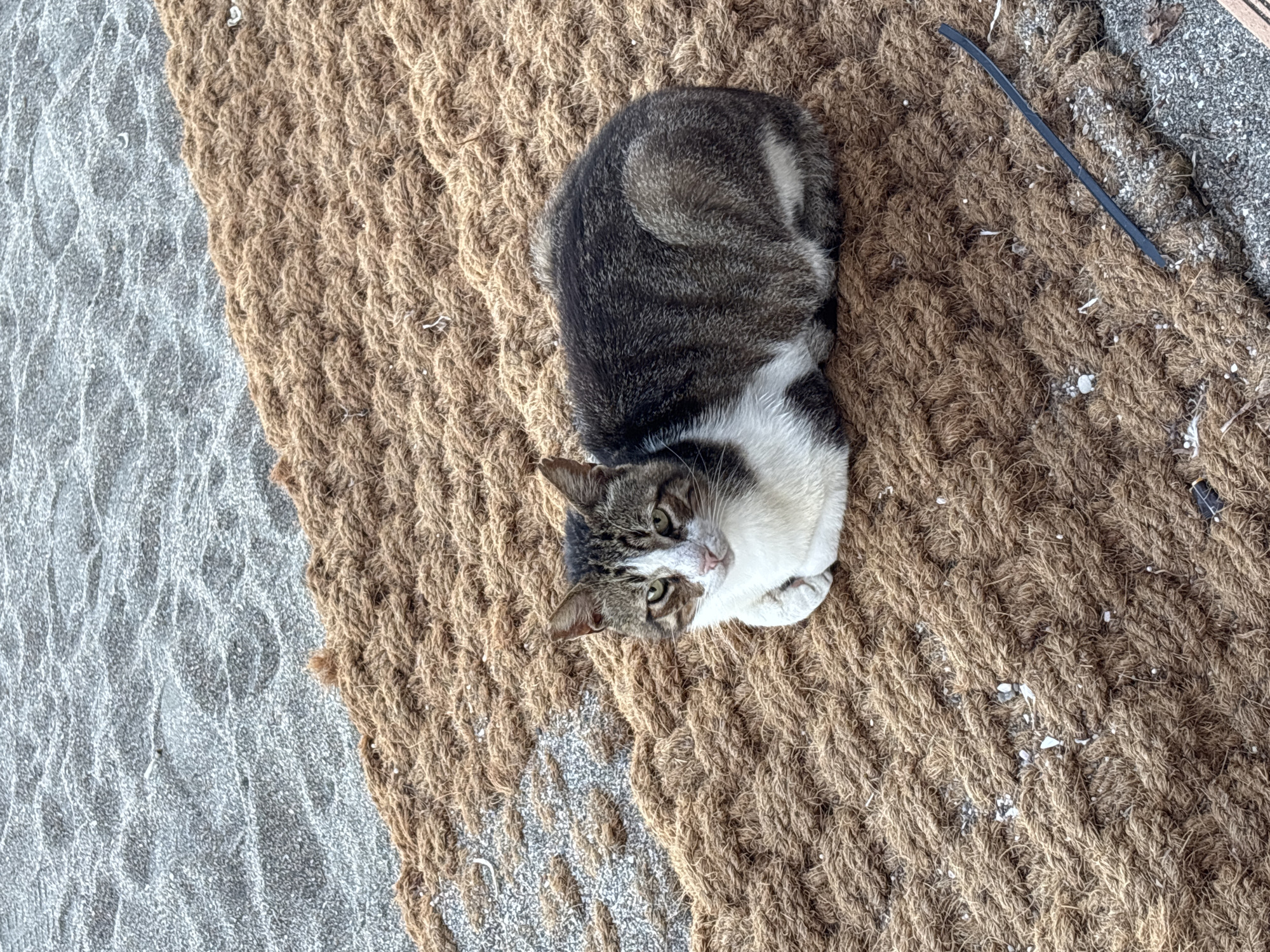 In the city of Burgas, Bulgaria, a domestic tabby cat with a grey-brown striped back, white chest, and greenish-yellow eyes is observed lying in a loaf position on a thick, brown, coarsely woven mat. The mat, appearing to be constructed from natural fibers with a diagonal braid pattern, rests on a textured grey, fine-grained surface consistent with sand or small pebbles, which exhibits subtle undulations. Small white fragments, resembling shell pieces or debris, are scattered across sections of the mat. A thin, broken, dark-colored object, possibly a plastic or rubber strip, lies on the mat in the lower right portion of the frame. The cat faces forward, directly towards the viewer, with its front paws tucked beneath its body.