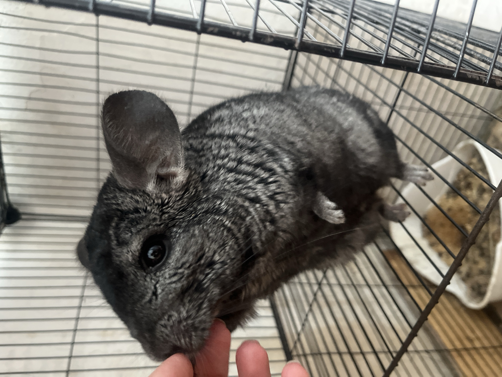 A close-up, eye-level shot shows a chinchilla in a cage. The chinchilla, a dark gray rodent with large black eyes and prominent ears, is perched on the cage's metal grate. Its front paws are raised, with one paw touching a human finger that is partially visible on the left side of the frame. The chinchilla appears to be interacting with the finger, possibly taking food. The background consists of the cage's wire bars and a white dish containing bedding or food at the bottom. The scene takes place indoors, and the lighting suggests it might be during the day. The overall setting implies a domestic environment.