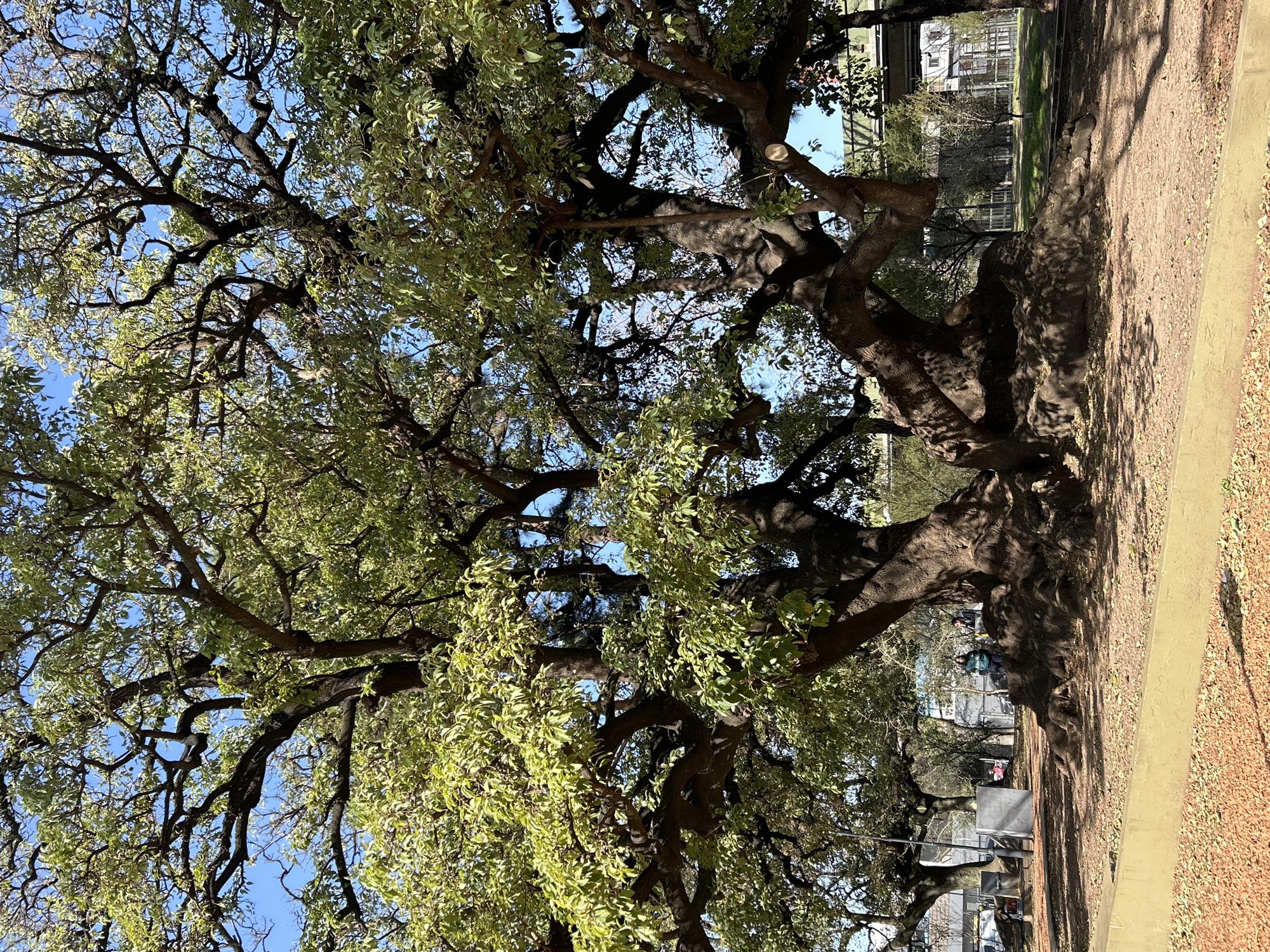 The image shows a large, ancient tree with thick, gnarled branches and a massive trunk that appears to be split. The tree is covered in green leaves and is set against a bright blue sky. In the background, there are other trees, some buildings, and a bridge. There are a few people in the distance, one of whom is standing near the tree. The ground around the tree is covered in dirt and fallen leaves. The scene appears to be in a park or public space. This tree is located in the Plaza de Armas of the Faculty of Law of the University of Buenos Aires, in the Recoleta neighborhood of the city of Buenos Aires, Argentina. It is a Ficus benghalensis, commonly known as a banyan tree.