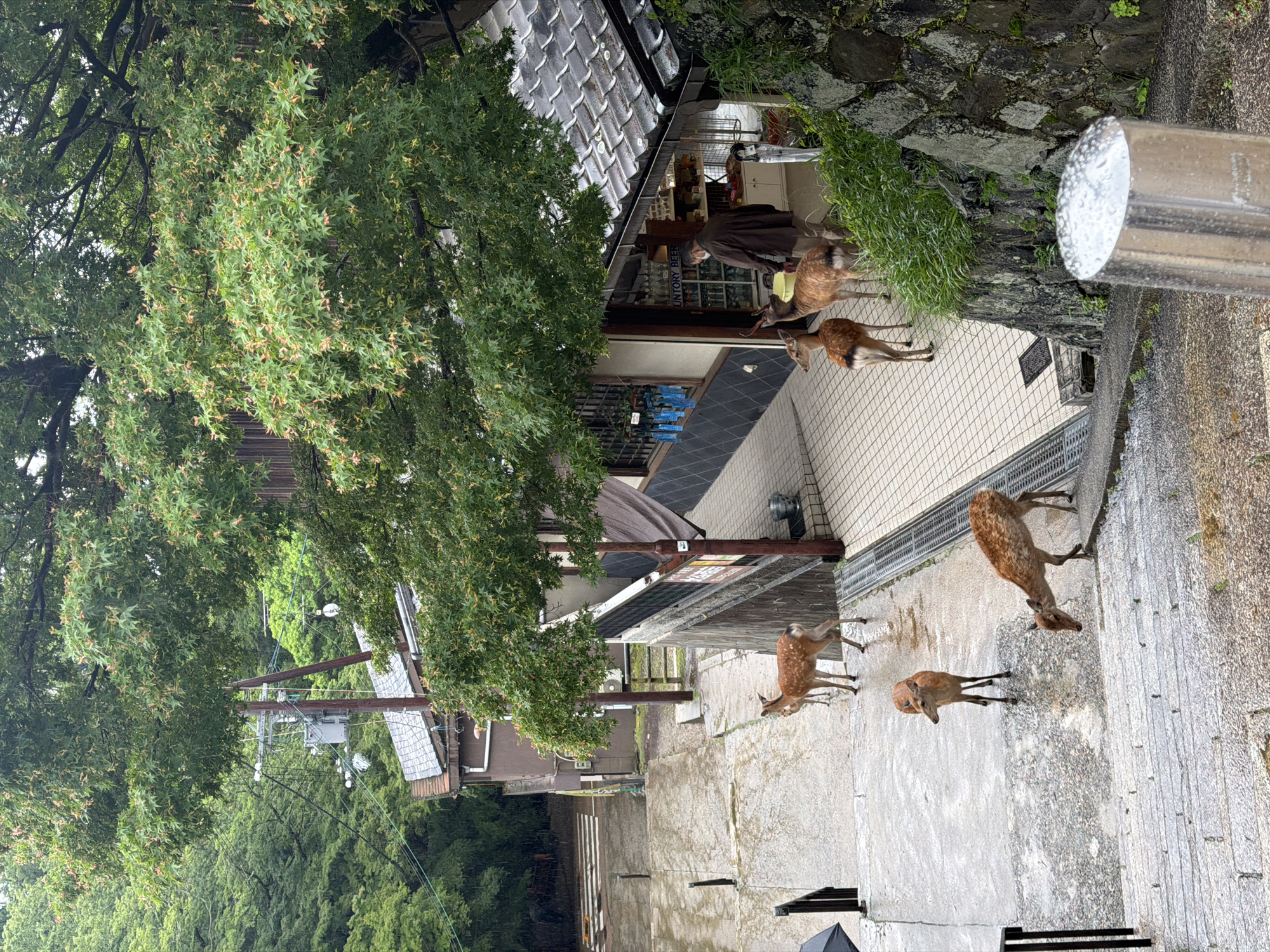 This image captures a street scene in Nara, Japan, likely within or near Nara Park, known for its wild sika deer. The setting is a descending concrete staircase and paved area under overcast or recently rainy conditions, evidenced by the wet surfaces.
In the foreground and midground, five sika deer are visible. One deer with antlers (a stag) and another smaller deer stand on a tiled walkway to the right, near the entrance of a small shop. The stag faces away from the viewer, while the smaller deer faces the shop. A third deer is partially obscured behind these two. Further down the stairs, a fourth deer stands facing left, and a fifth deer is at the bottom of the stairs with its head lowered towards the ground.
On the right side of the image, a single-story building with a dark tiled roof and cream-colored walls houses a small shop. A person wearing a brown jacket and a white face mask stands inside the shop entrance, partially obscured. A "SUNTORY BEER" sign is visible above bottles inside the shop. A small silver bucket rests near the shop entrance. A stone retaining wall with green foliage runs alongside the building on the right.
Lush green trees with distinctive light-colored seeds or flowers dominate the background and upper portion of the image, suggesting a dense natural environment. Utility poles and power lines are visible through the trees in the upper left background, along with another building and a crosswalk on a sloped street further in the distance. A black umbrella is partially visible on the far left, and a wet, reflective metal post is in the lower right corner. The overall scene depicts the coexistence of urban infrastructure, natural greenery, and wildlife.
