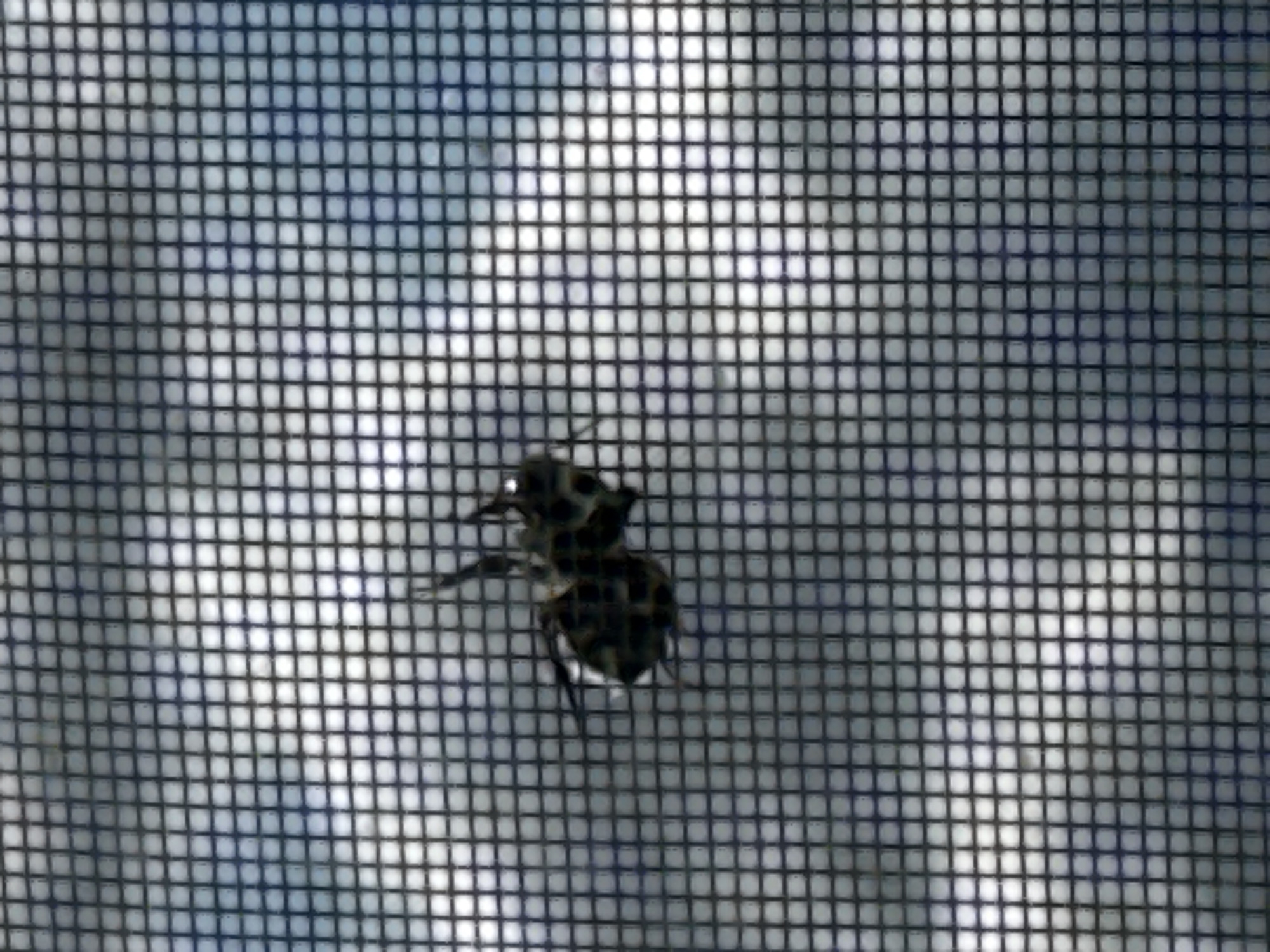 The image shows a close-up, slightly blurred view of a bee resting on a window screen. The bee appears to be dark in color with some lighter markings. The window screen is made of fine mesh, and through it, a bright, cloudy sky is visible, suggesting it's daytime. The background is out of focus, showing variations of light and shadow that could be from sunlight filtering through clouds. The image does not provide any contextual information that would allow for the identification of its location in Podolsk, Russia.