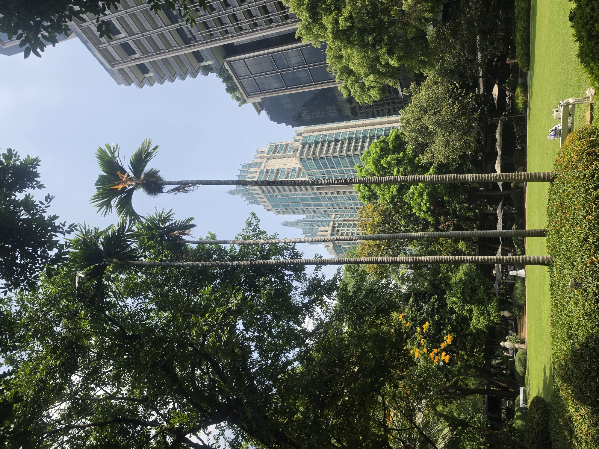 The image captures a park scene in Bangkok, Thailand. Three tall, slender palm trees with ridged trunks rise vertically, partially obscured by dense foliage. In the background, modern high-rise buildings with glass facades are visible against a clear blue sky. A well-maintained lawn stretches to the right of the trees, with white benches and parasols suggesting a recreational area. Additional trees with yellow flowers add pops of color to the green landscape. The scene suggests a blend of urban and natural elements, characteristic of Bangkok.
