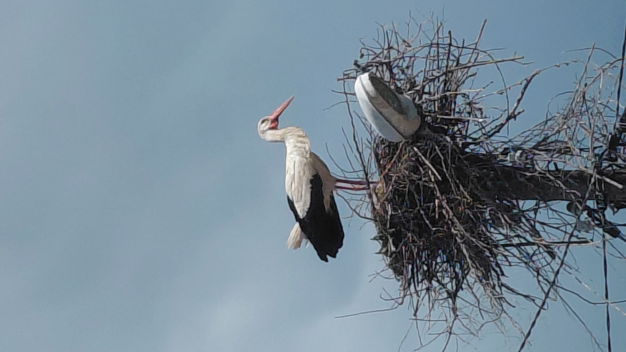 A low-angle shot reveals a white stork with black wings perched beside a large, twig-like nest. The stork has a long, red beak and its head is turned upwards. The nest appears to be constructed of various branches and sticks. The background is a pale blue sky. The location is in the city of Unknown, Unknown.