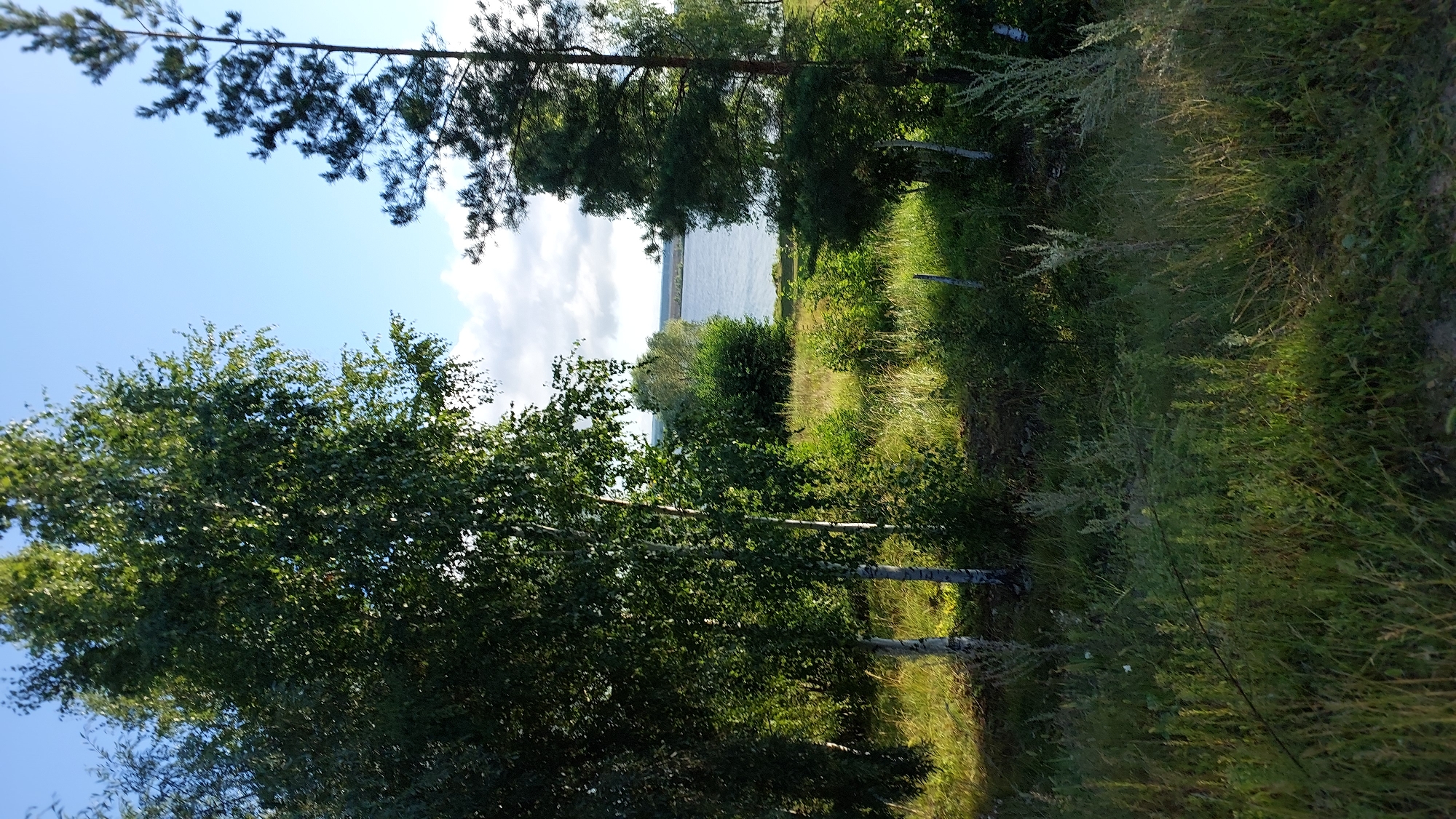 This image depicts a natural landscape with lush greenery and a body of water under a partly cloudy sky. In the foreground, tall trees, including birch and pine, dominate the scene. The ground is covered in dense grass and various wild plants, with sunlight casting shadows. In the middle ground, there is a clearing with more vegetation leading to a tranquil lake or river. The background features the expanse of water and a distant treeline. The overall impression is one of a serene, rural setting. This scenery is consistent with the natural environment found near the Volga River in Novocheboksarsk, Russia, known for its picturesque riverside landscapes and abundant forests. There are no people or specific objects that would indicate a particular event or human activity.