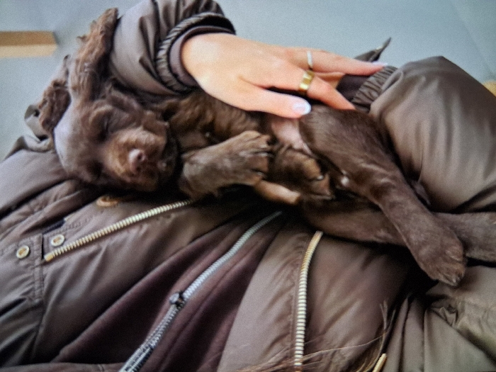 A person is depicted holding a sleeping dark brown puppy. The individual's upper torso is visible, clad in a brown, likely padded, jacket with a light-colored zipper and two circular buttons on the right side. The person's right hand, featuring light-colored nail polish and two rings (one gold-toned band, one silver-toned band) on the ring finger, cradles the puppy. The puppy, dark chocolate brown with long, floppy ears, is asleep with its eyes closed, nestled against the person's chest. Its legs are visible, partially extended. The background is blurred, showing a light-toned, indistinct object, possibly furniture. The scene occurs indoors. The precise location within the city of Unknown, Unknown is not identifiable from the image.