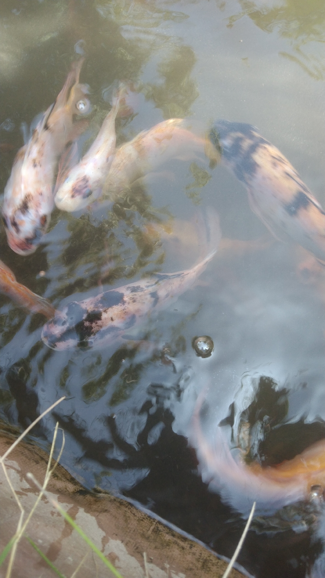 The image shows several koi fish swimming in murky water. The fish have varied patterns of orange, white, and black. Some of the fish are partially submerged and their scales are visible. There are some aquatic plants in the water, and a small bubble is visible near the bottom right of the image. The edge of a wooden structure is visible in the bottom left corner. The scene appears to be in a pond or shallow body of water. Without additional information, it is not possible to determine the specific location in Argomulyo, Indonesia.