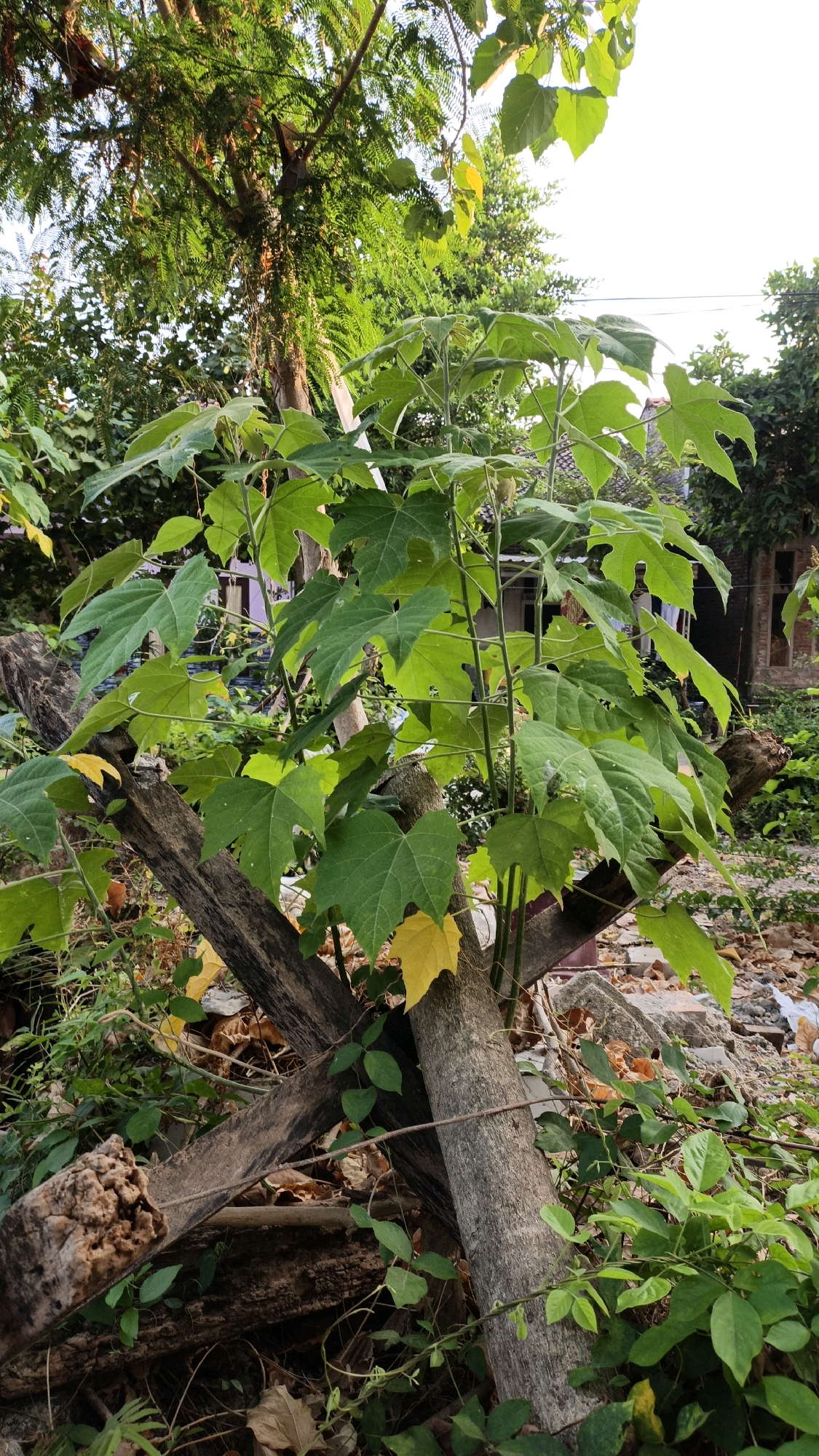 The image captures an outdoor scene in Cikal, Indonesia, featuring lush green foliage and weathered wooden elements. In the foreground, a vibrant green plant with large, distinct leaves grows from a base intertwined with thick, grey, dead tree trunks. These trunks are positioned in a cross-like structure, with one thicker trunk running vertically and two thinner ones diagonally across it. Smaller green plants and scattered dry leaves surround the base of the main plant and the wooden structure.
Further back, behind the main subject, more greenery is visible, including a large tree with intricate, feathery leaves that partially obscure the sky. In the mid-ground, hints of structures can be seen, including what appears to be the roof and windows of a building, suggesting a residential area. Debris, including scattered rocks and building materials, is visible on the ground, indicating a possibly undeveloped or recently cleared area within the vicinity of the structures. The overall lighting suggests it is daytime, possibly late afternoon, with soft sunlight illuminating the scene. No people are present in the image.