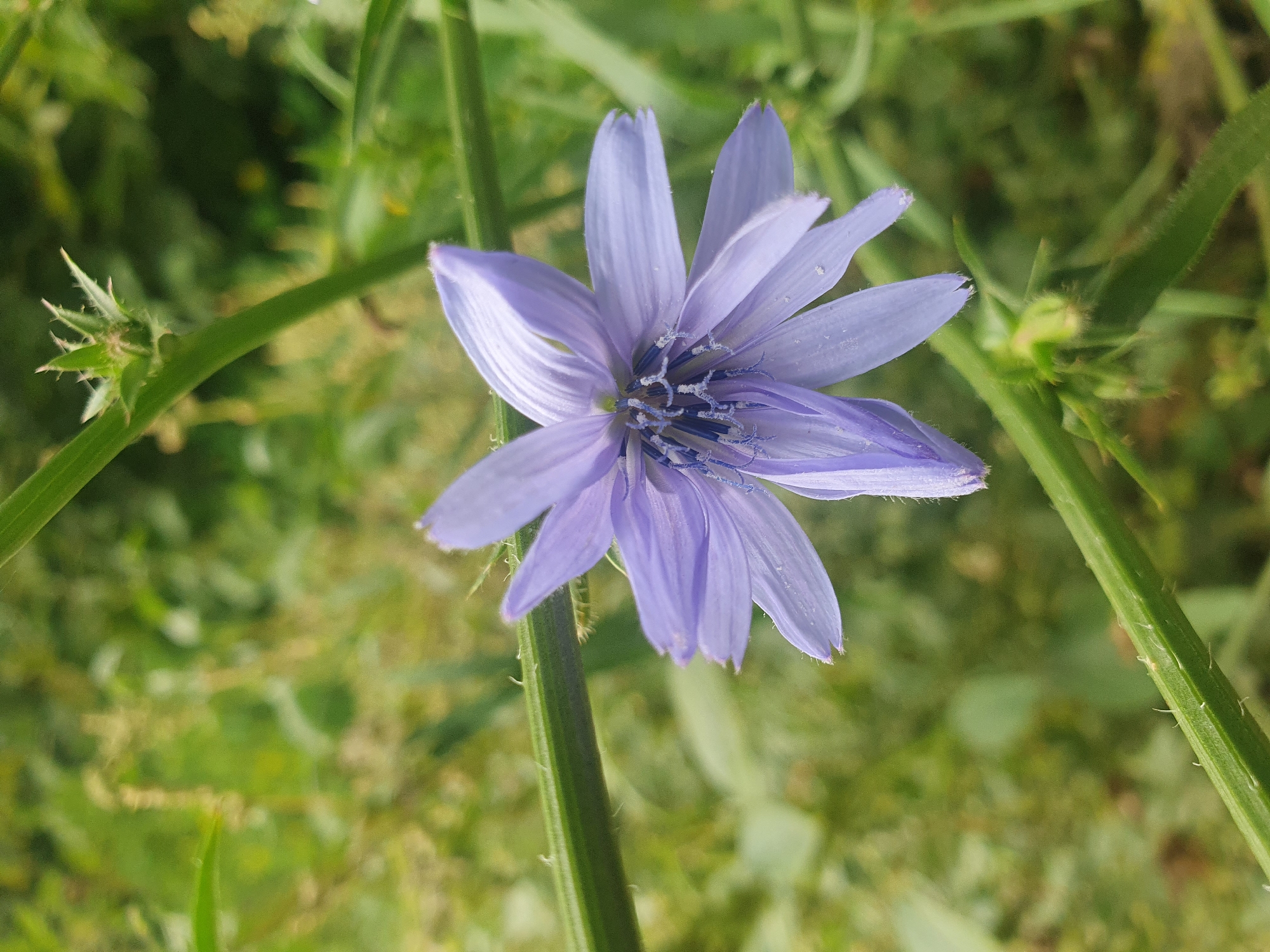 A close-up, vertical, eye-level shot captures a single, light purple Chicory flower (Cichorium intybus) in focus against a blurred green background of foliage. The flower has delicate, ray-like petals, some slightly wilted at the edges, revealing darker blue stamens in the center. The flower is positioned slightly right of center. A thick, green stem, covered in fine hairs, runs diagonally across the lower half of the frame, originating from the left side and extending towards the lower right. Another green stem is visible in the upper left, with a small, spiky bud. The overall environment suggests a natural, outdoor setting, possibly a park or a roadside verge. This scene is consistent with the flora found in green spaces within the city of Samara, Russia, during warmer months when Chicory flowers bloom. No people or animals are present.