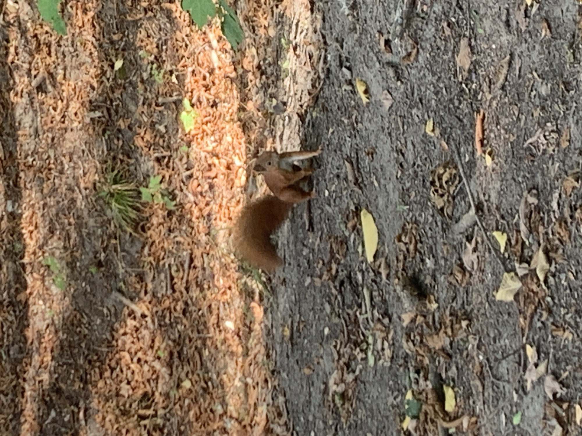 A red squirrel with a bushy tail stands on its hind legs on a dirt path covered with fallen leaves. The squirrel is facing to the right of the frame, with its front paws extended forward. The background consists of more fallen leaves, dirt, and some greenery, suggesting a park or wooded area. There is dappled sunlight filtering through the trees, creating shadows on the ground. The image appears to be taken in a natural outdoor environment.