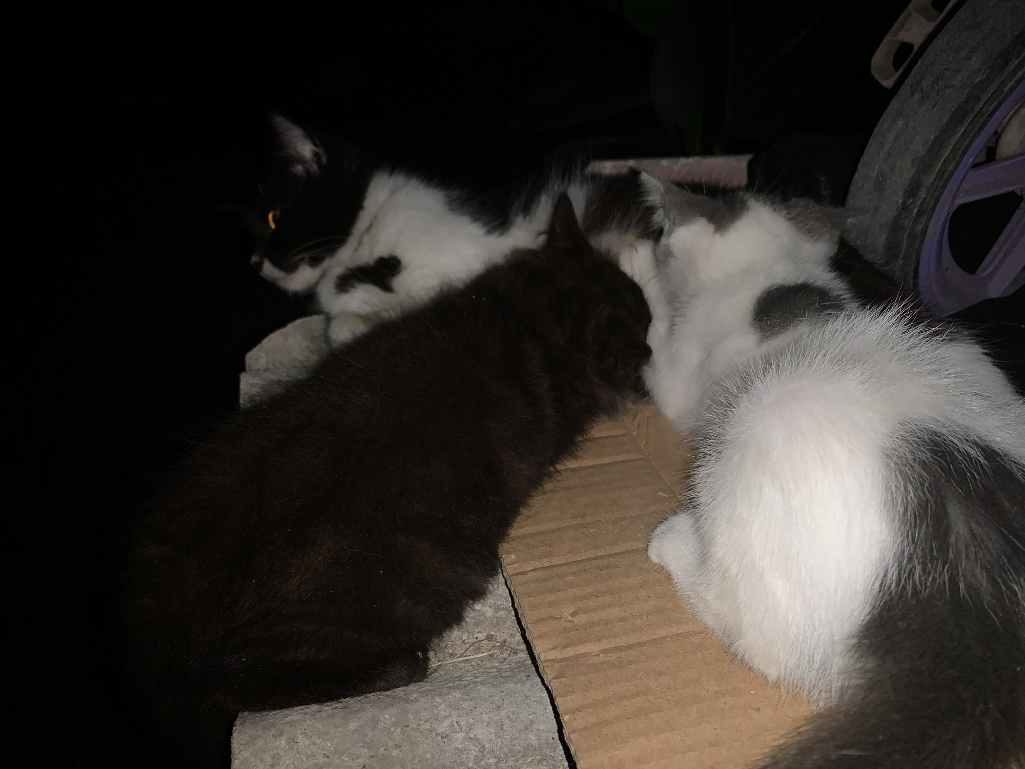The scene in Karangkemiri, Indonesia, depicts three felines at night. On the left, a black and white feline is partially visible, facing left, with its left eye glowing orange. A dark brown feline is positioned in the center foreground, its back towards the viewer. To the right, a white feline with black and grey patches rests on a piece of brown corrugated cardboard. The felines are situated on a rough concrete surface and the cardboard. In the upper right background, a portion of a wheel with a purple rim is visible. The overall environment is dark, consistent with nighttime conditions.
