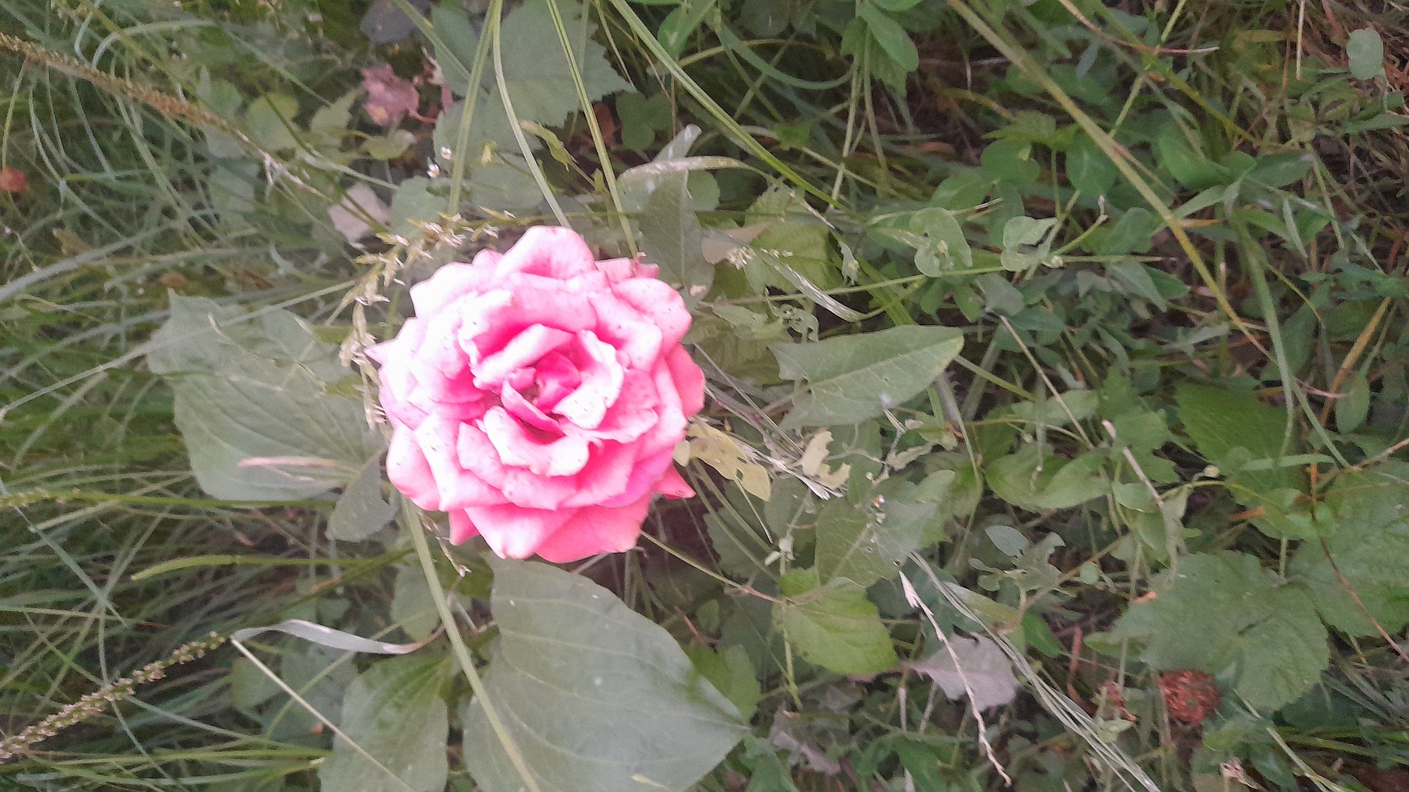A single, vibrant pink rose is prominently featured in the center of the frame, its petals tightly furled and radiating a soft glow. The rose is surrounded by a lush, green environment consisting of grass and leaves, suggesting it is growing outdoors in a natural setting. The background is a blur of green vegetation, with some taller blades of grass reaching upwards and to the left, creating a soft, diffused backdrop. The lighting appears natural, hinting at an outdoor scene, possibly a garden or a wild patch of flora. There are no people or structures visible in the image, focusing the viewer's attention solely on the delicate beauty of the rose and its immediate surroundings. Given the request, if this image were located in Osh City, Kyrgyzstan, it would represent a common sight of natural beauty that can be found in various green spaces or gardens within the city.